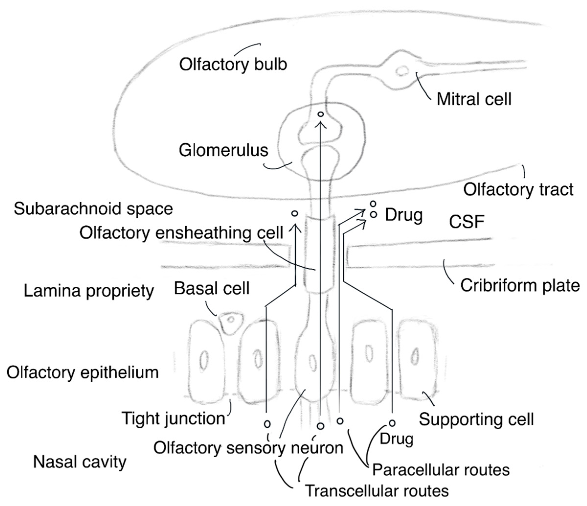 Molecules 25 05188 g002 Molecules 25 05188 g002