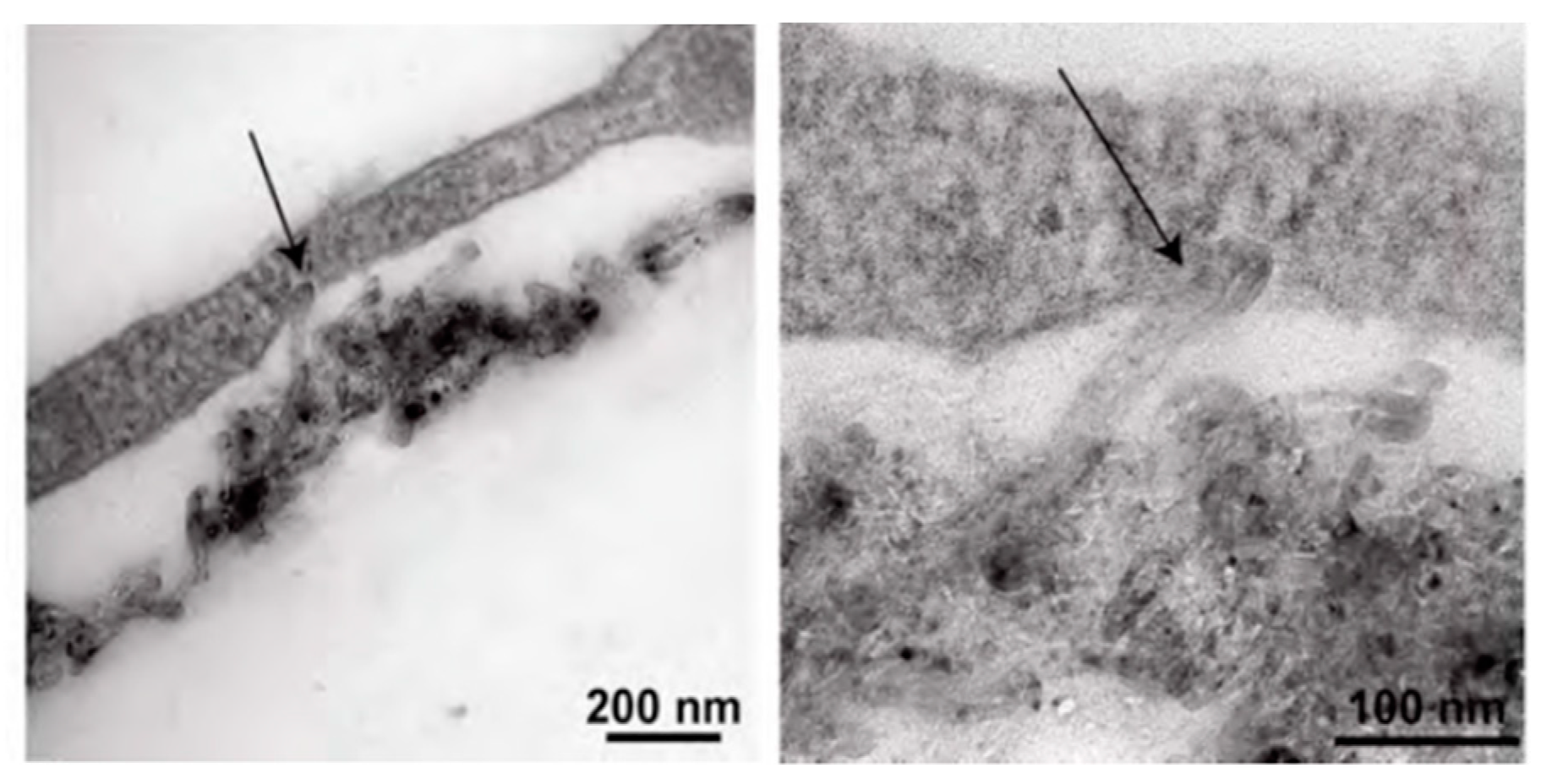 Molecules 25 05189 g001 Molecules 25 05189 g001