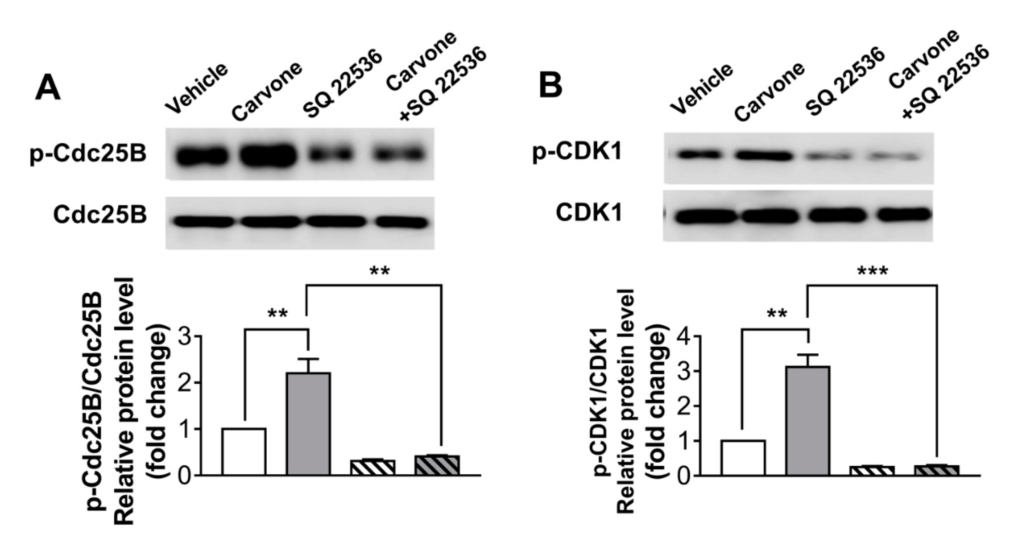 Molecules 25 05191 g006 Molecules 25 05191 g006
