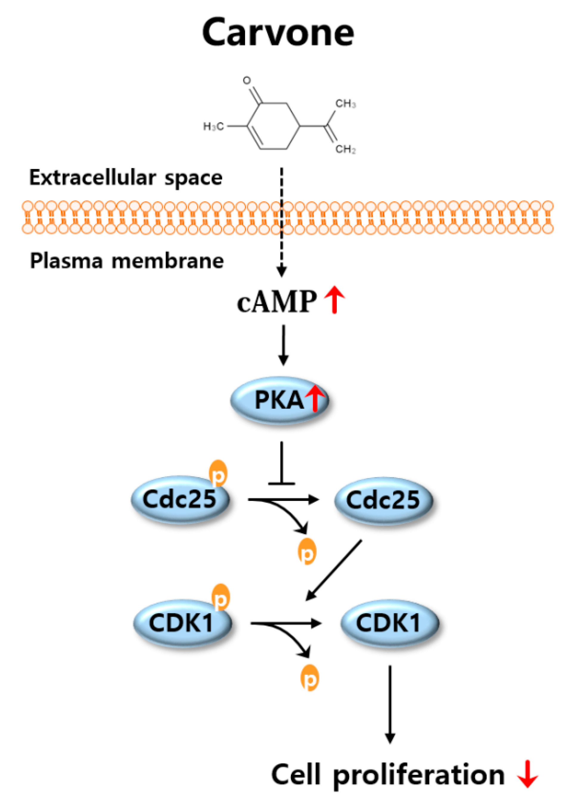 Molecules 25 05191 g007 Molecules 25 05191 g007
