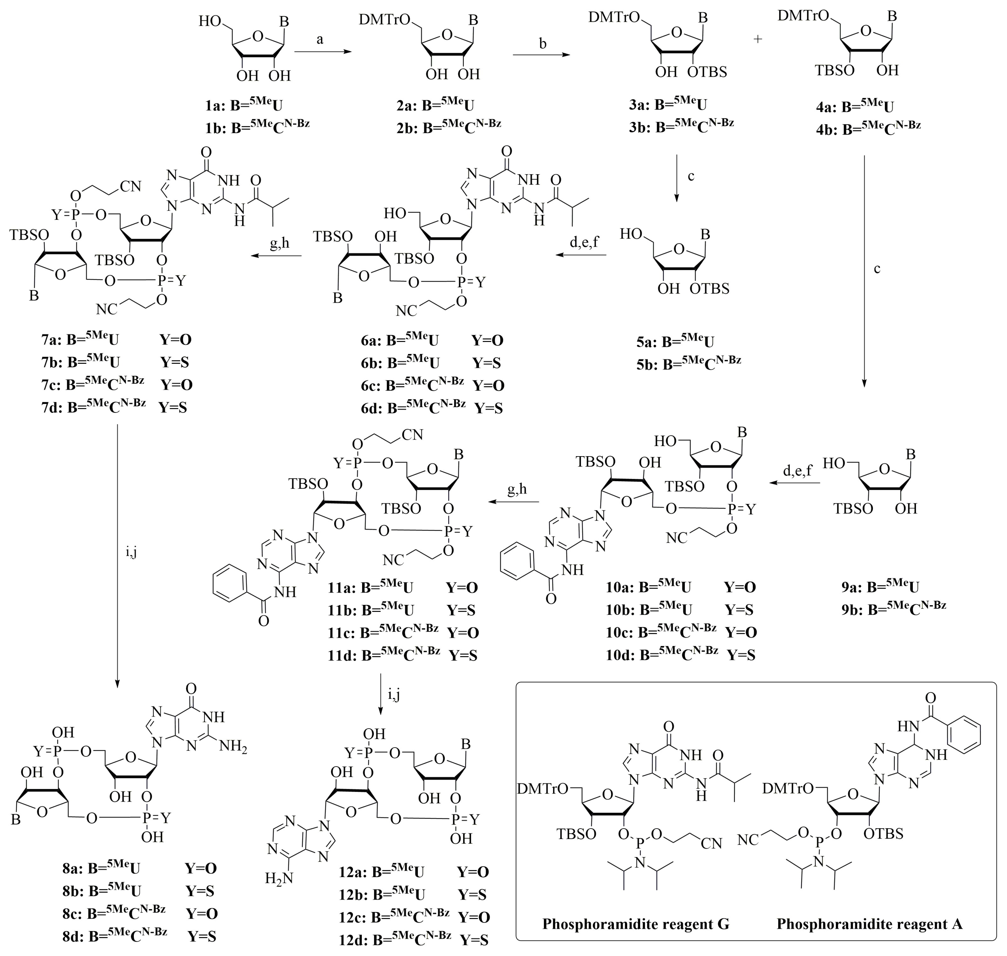 Molecules Free Full Text Design Synthesis And Biological Evaluation Of 2 5 And 3 5 Linked Cgamp Analogs That Activate Stimulator Of Interferon Genes Sting Html