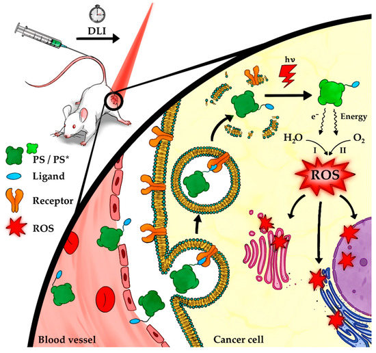 Molecules | Free Full-Text | Ligand-Targeted Delivery of Photosensitizers  for Cancer Treatment