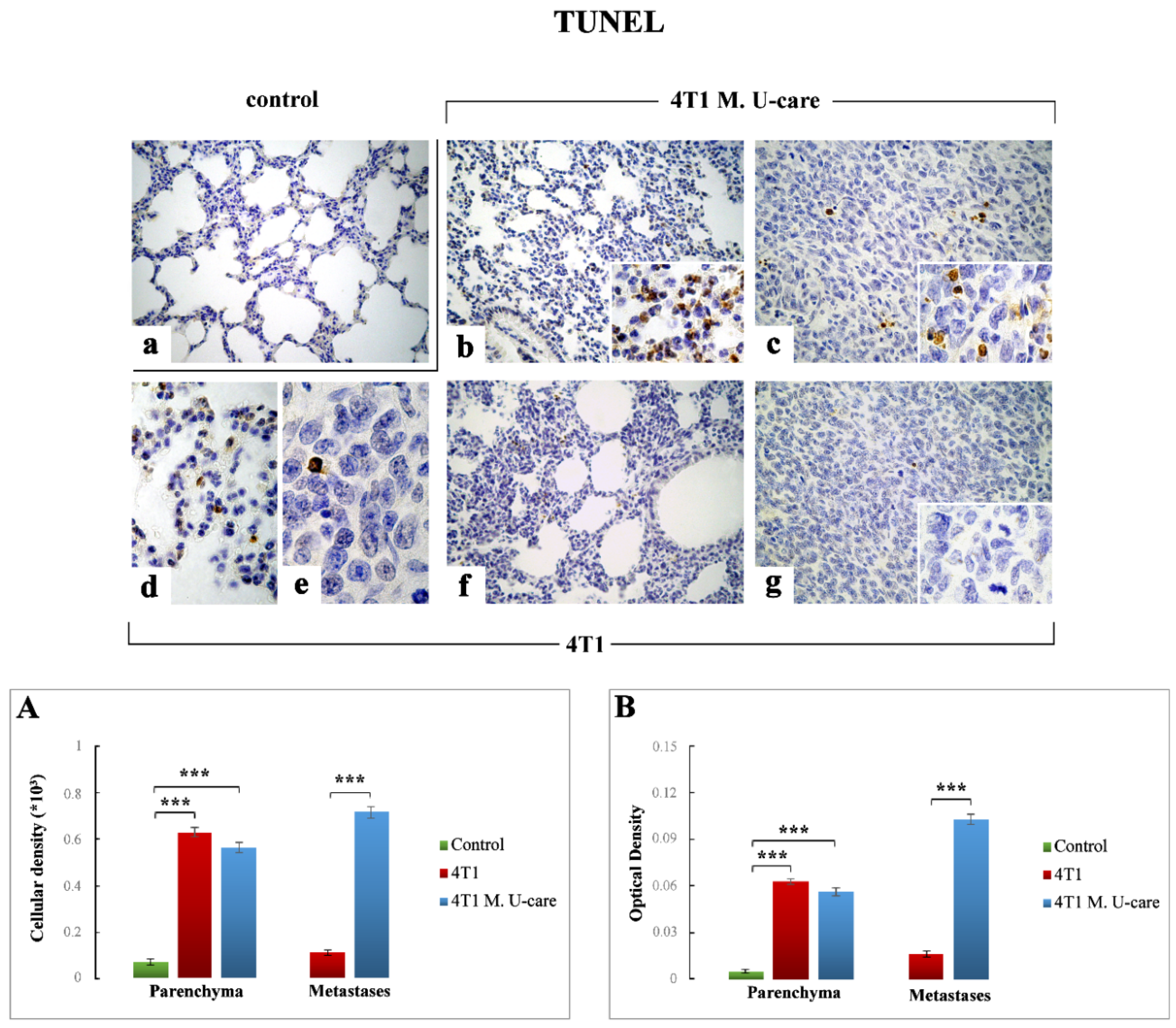 Molecules Free Full Text From A Medicinal Mushroom Blend A Direct Anticancer Effect On Triple Negative Breast Cancer A Preclinical Study On Lung Metastases Html