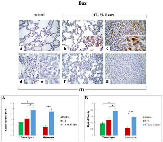 Molecules Free Full Text From A Medicinal Mushroom Blend A Direct Anticancer Effect On Triple Negative Breast Cancer A Preclinical Study On Lung Metastases Html