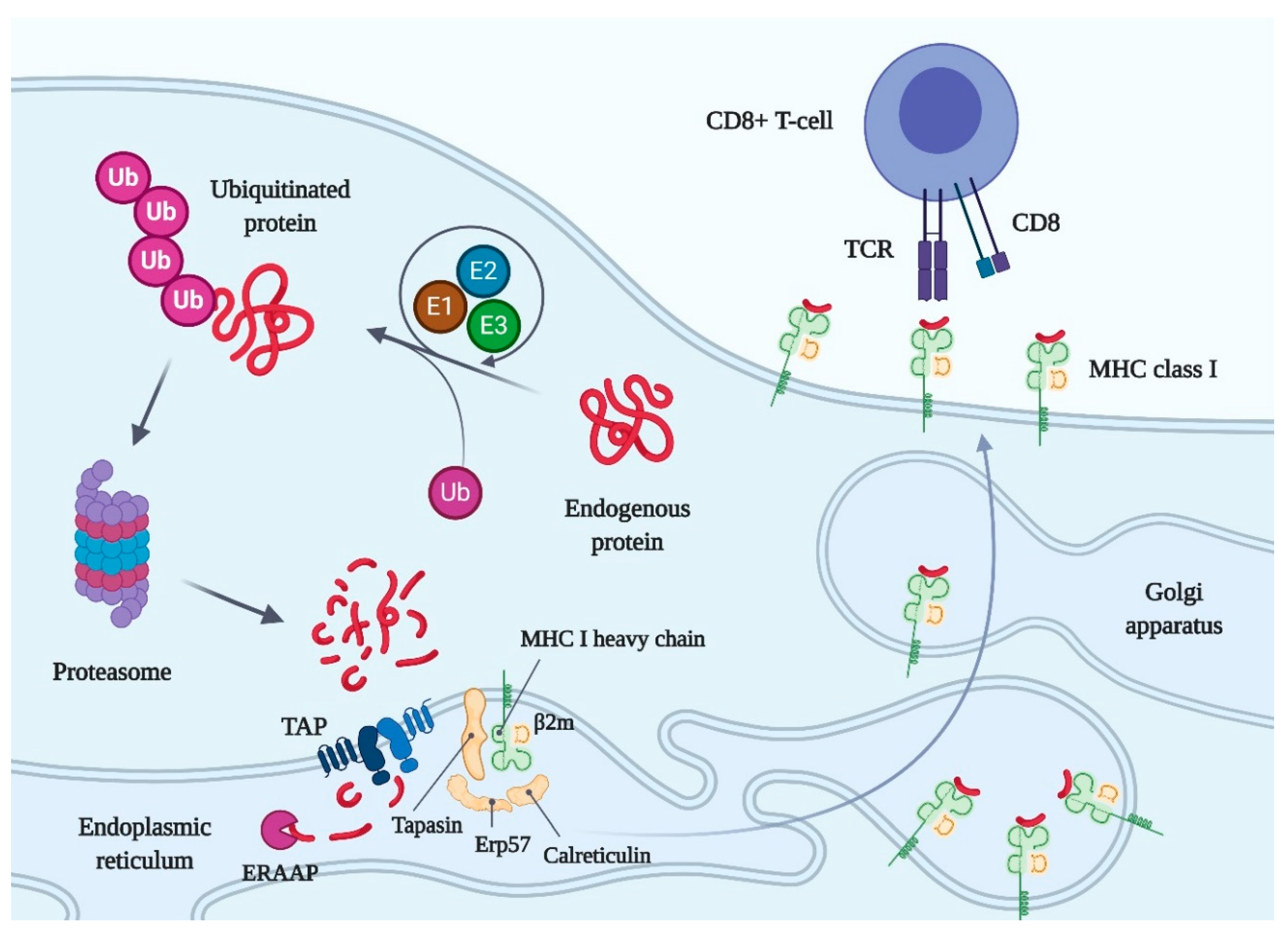 Molecules | Free Full-Text | Critical Review of Existing MHC I  Immunopeptidome Isolation Methods