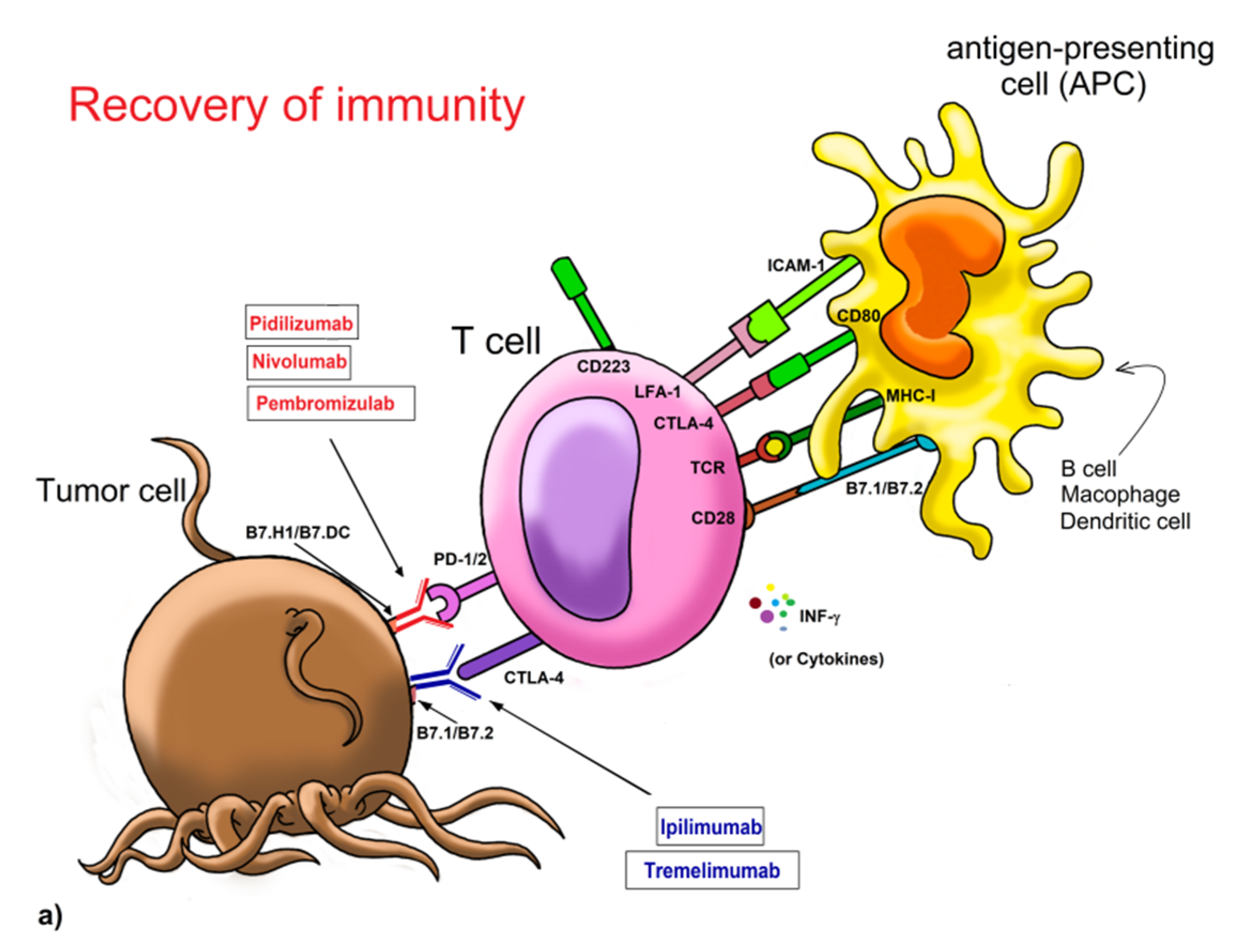 Molecules | Free Full-Text | Overview Of New Treatments With ...