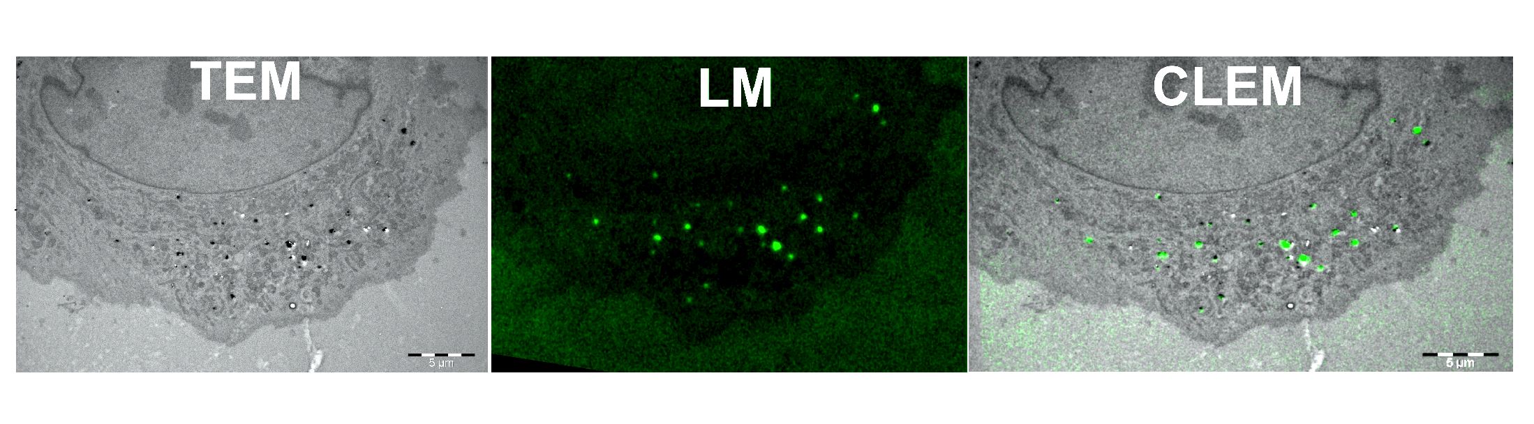 Molecules | Free Full-Text | Fluorescent and Electron-Dense Green Color  Emitting Nanodiamonds for Single-Cell Correlative Microscopy | HTML
