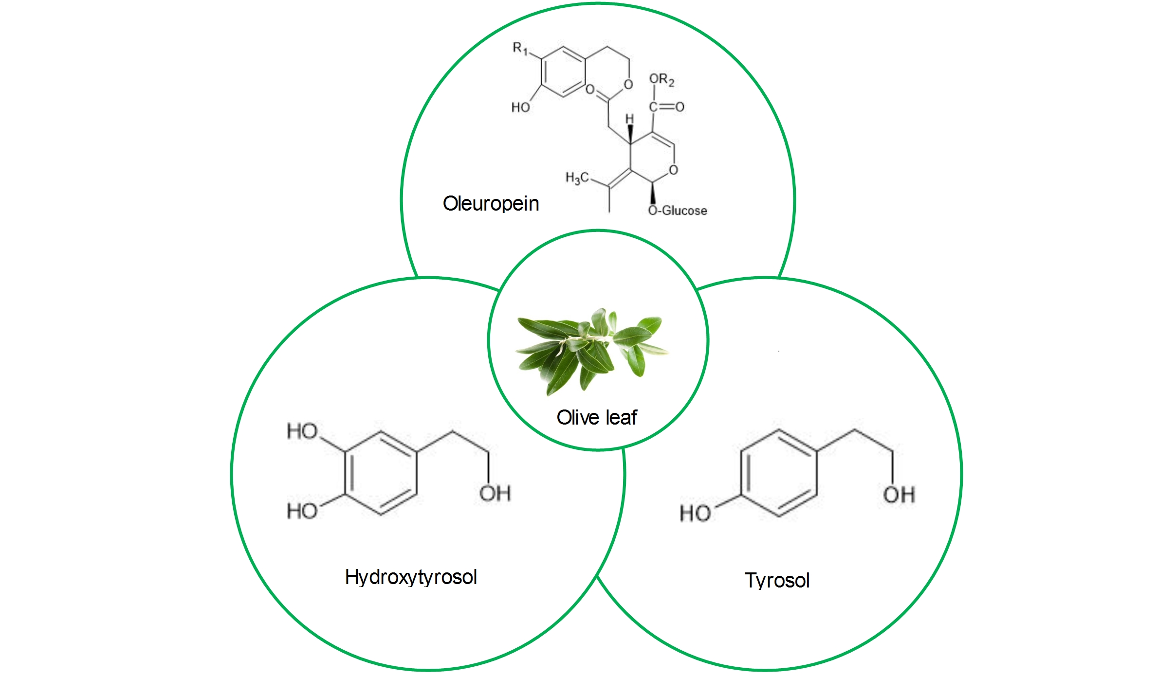 Разделение основных пигментов из экстракта листьев. Biology Active Compound. Type of Biological Active Compounds. Kind of Biological Active Compounds.