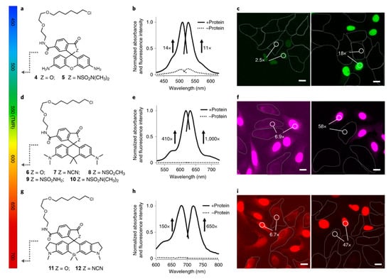 Molecules Free Full Text Recent Progress In Small Spirocyclic Xanthene Based Fluorescent Probes Html