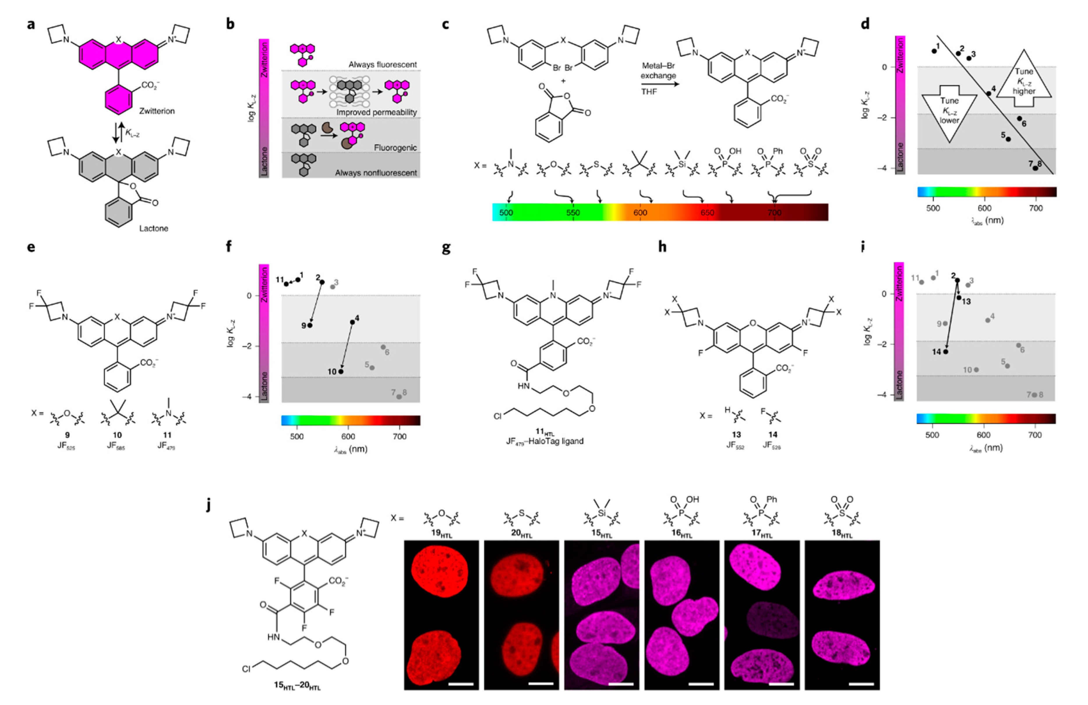 Molecules Free Full Text Recent Progress In Small Spirocyclic Xanthene Based Fluorescent Probes Html