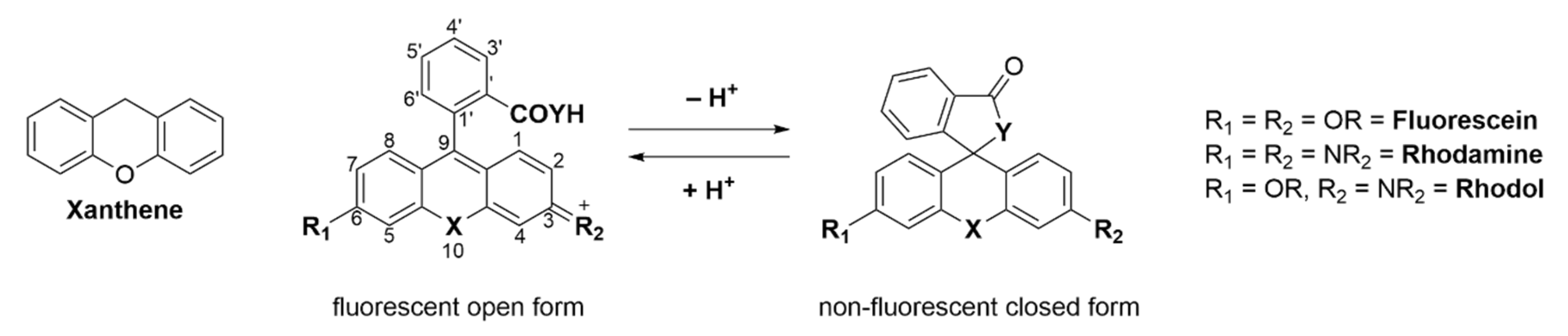 Molecules | Free Full-Text | Recent Progress in Small Spirocyclic, Xanthene-Based  Fluorescent Probes
