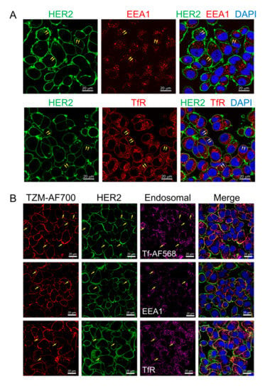 Molecules | Free Full-Text | Quantification of Trastuzumab–HER2