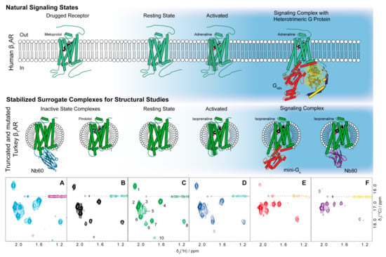 Mini-G proteins: Novel tools for studying GPCRs in their active