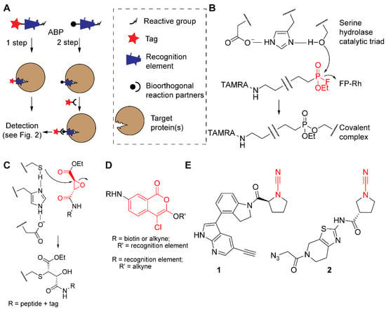 Molecules | Free Full-Text | Bioorthogonal Reactions in Activity-Based  Protein Profiling
