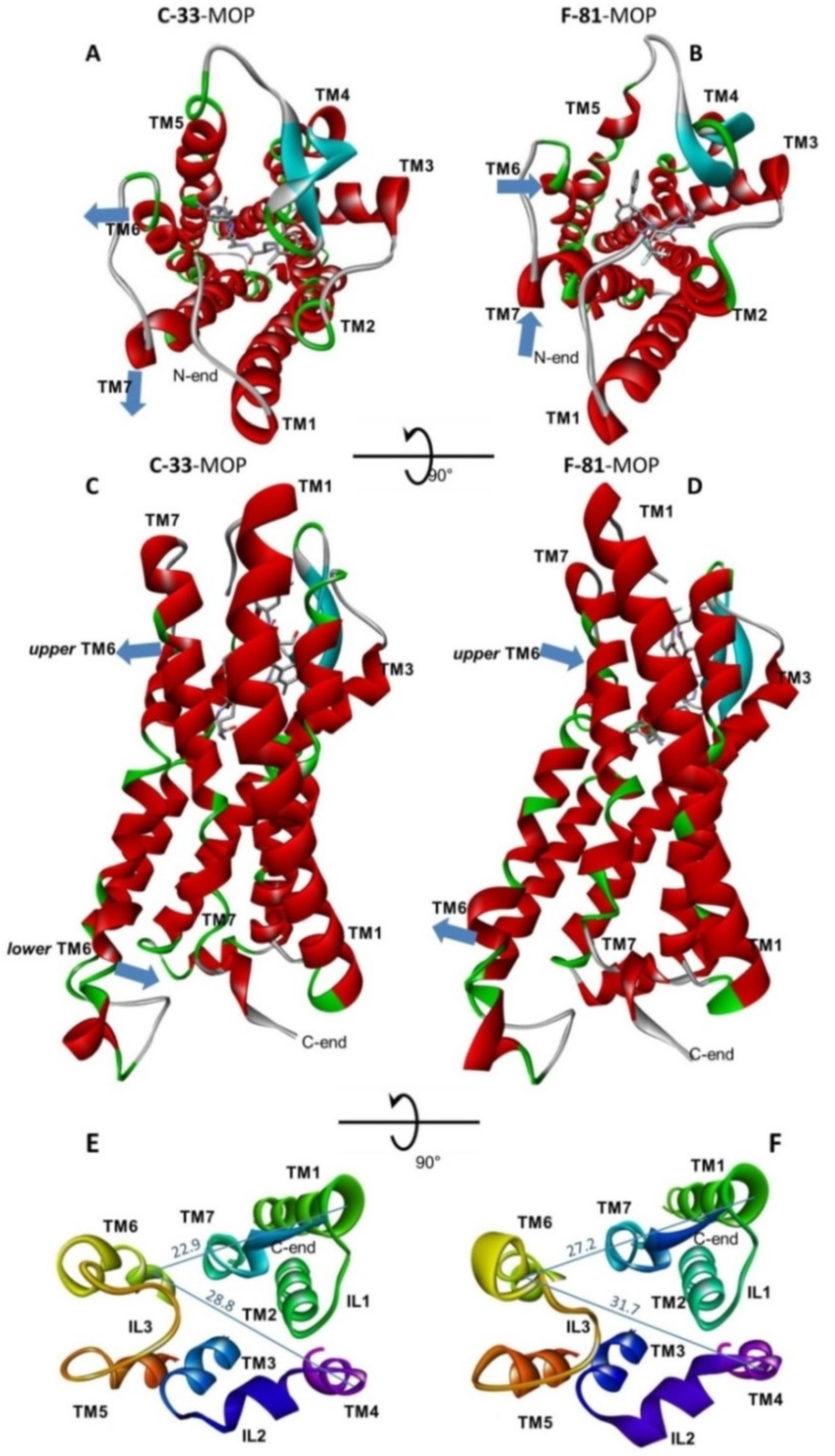 Molecules | Free Full-Text | Pharmacological Characterization of µ-Opioid  Receptor Agonists with Biased G Protein or β-Arrestin Signaling, and  Computational Study of Conformational Changes during Receptor Activation