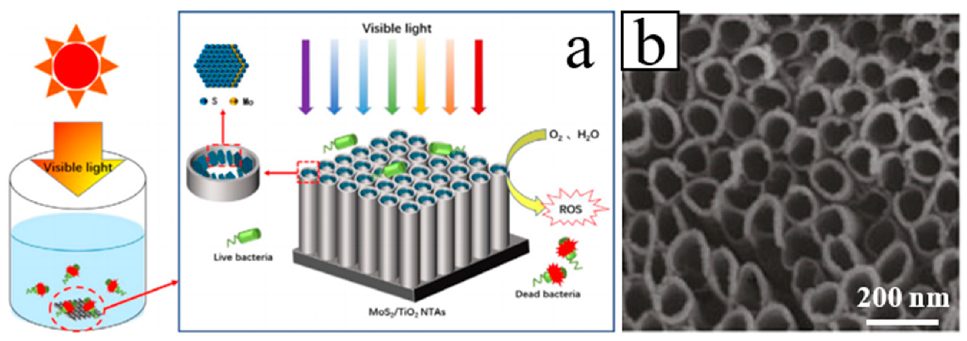 Molecules 26 00071 g002