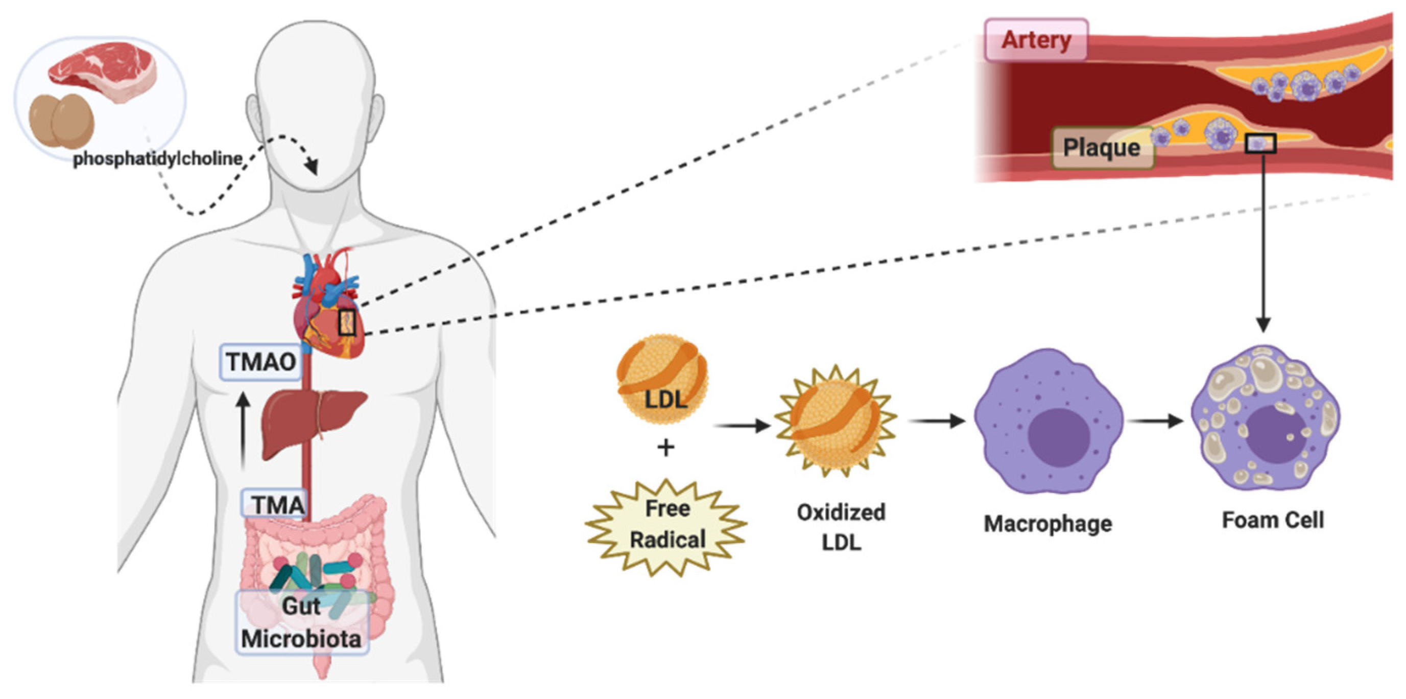 Molecules | Free Full-Text | Microbiota-Mediated Immune Regulation in ...