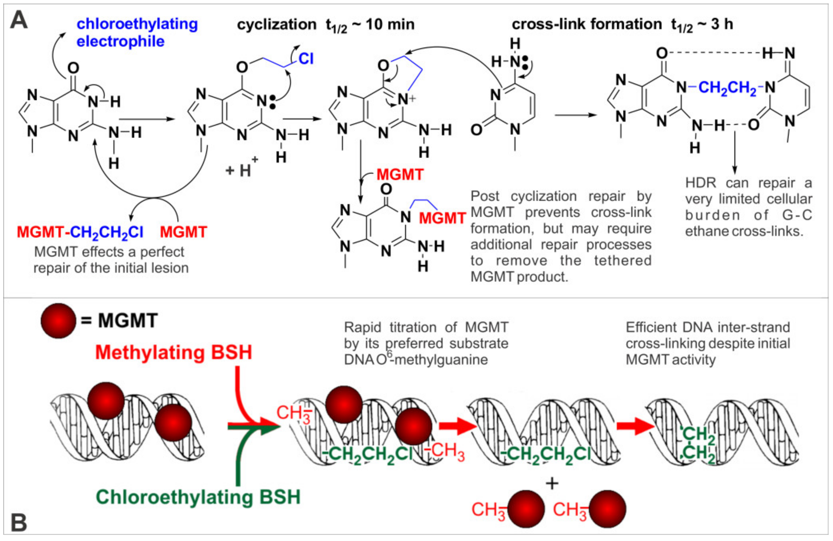 Molecules Free Full Text Design Strategy For The Epr Tumor Targeting Of 1 2 Bis Sulfonyl 1 Alkylhydrazines Html