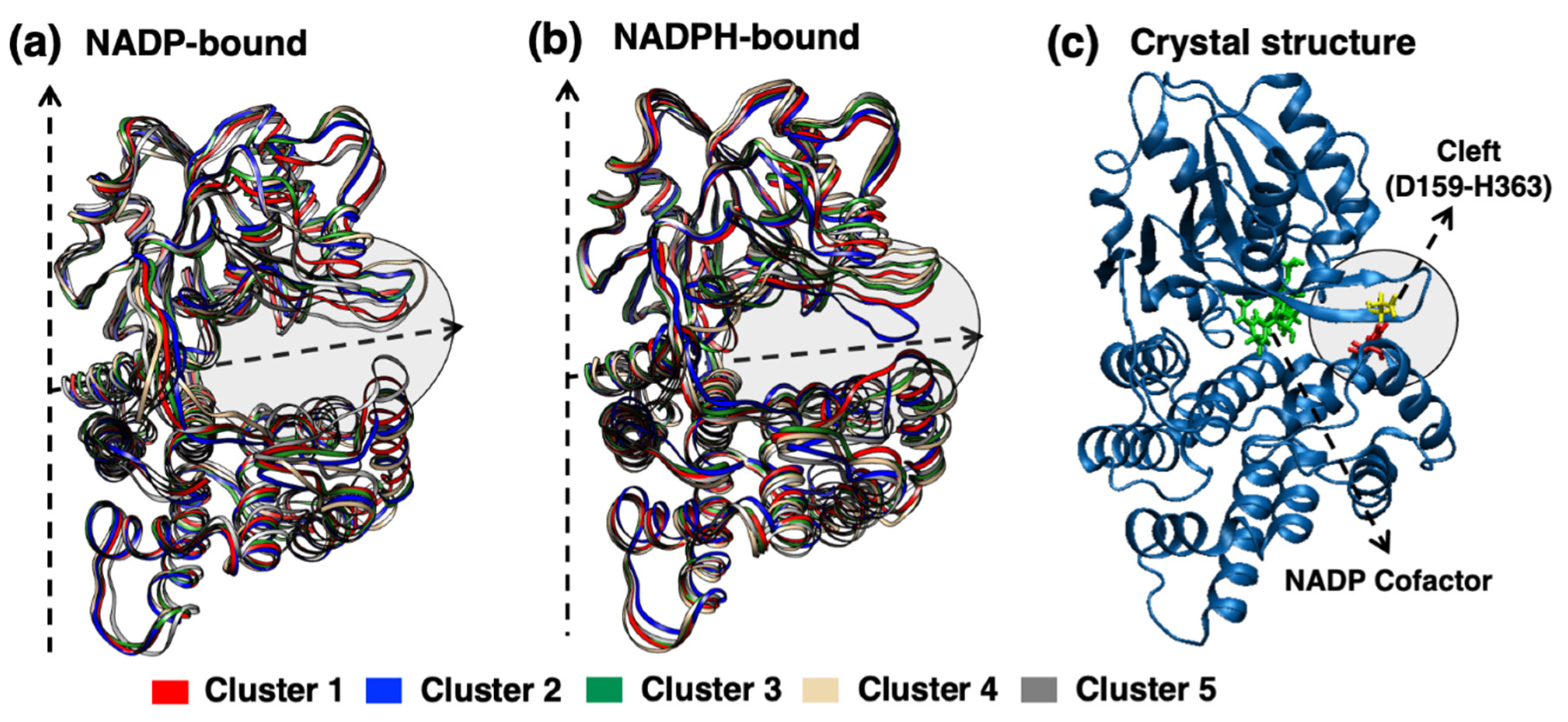 nadp structure