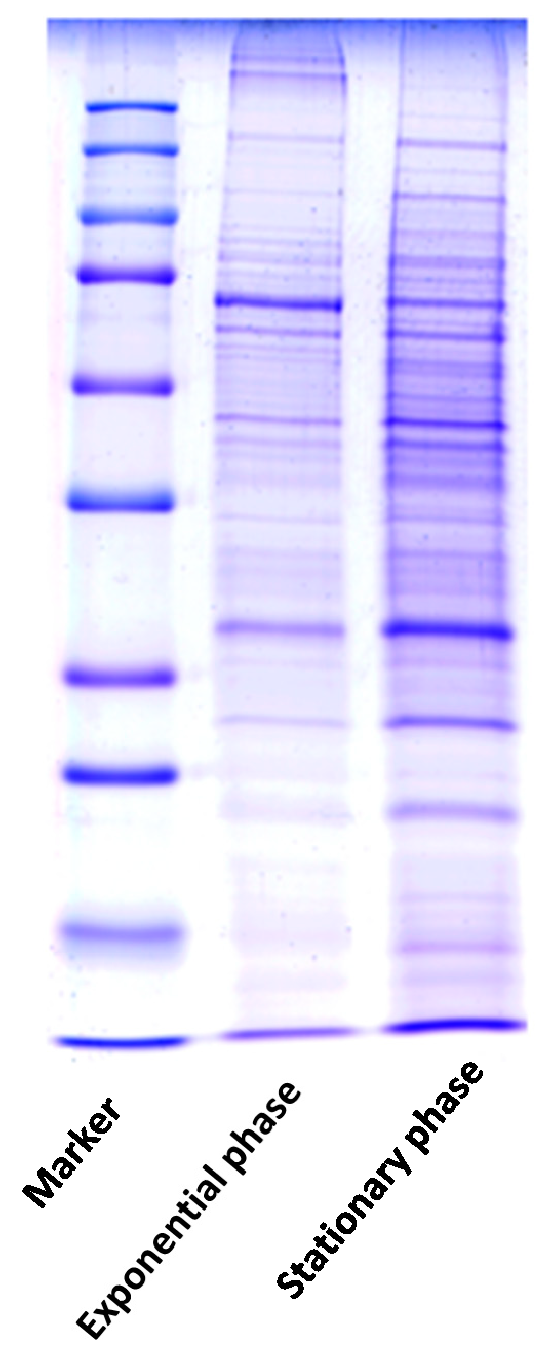 Molecules 26 00305 g001