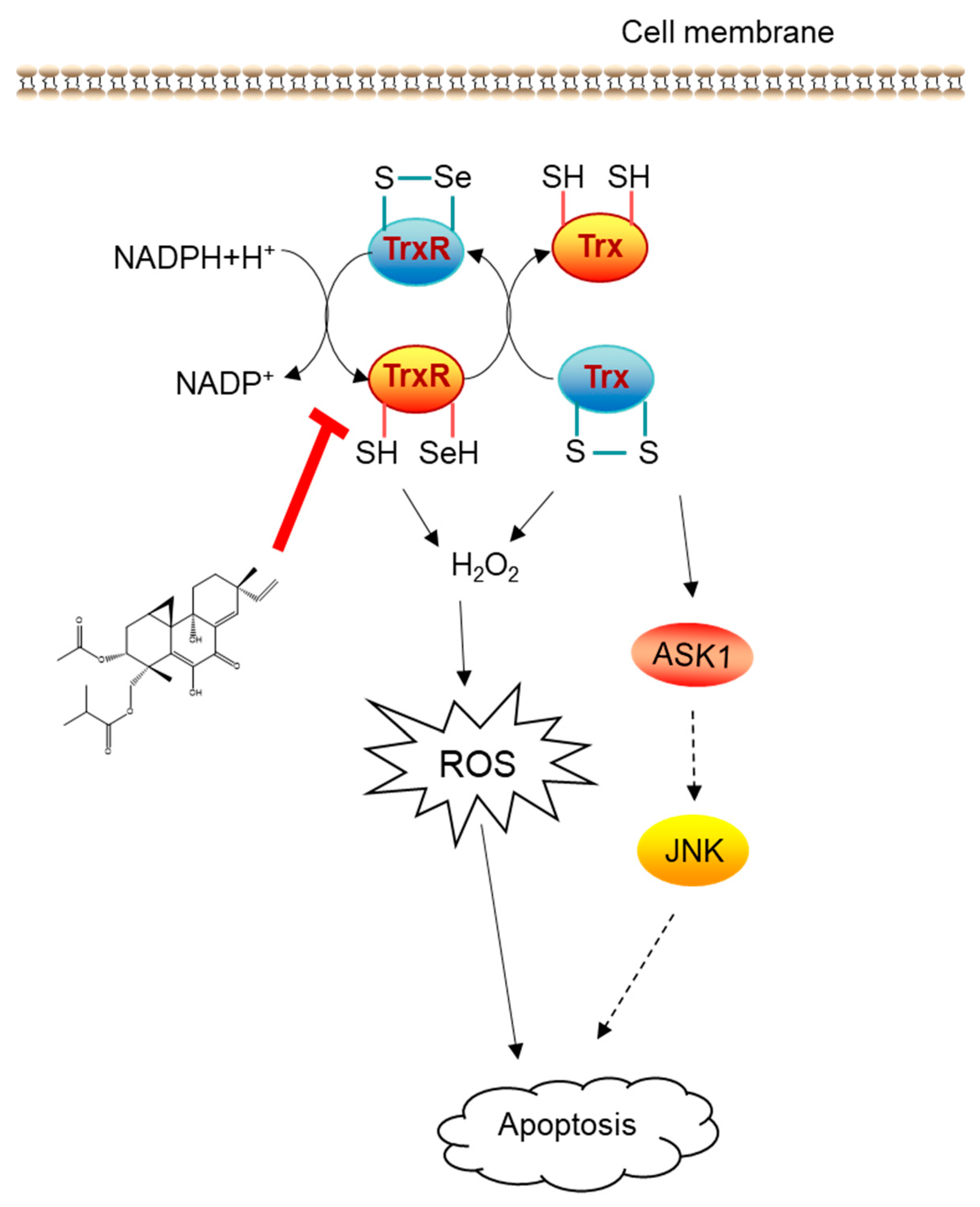 Molecules 26 00315 g005 Molecules 26 00315 g005