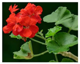 Molecules 26 00317 i001