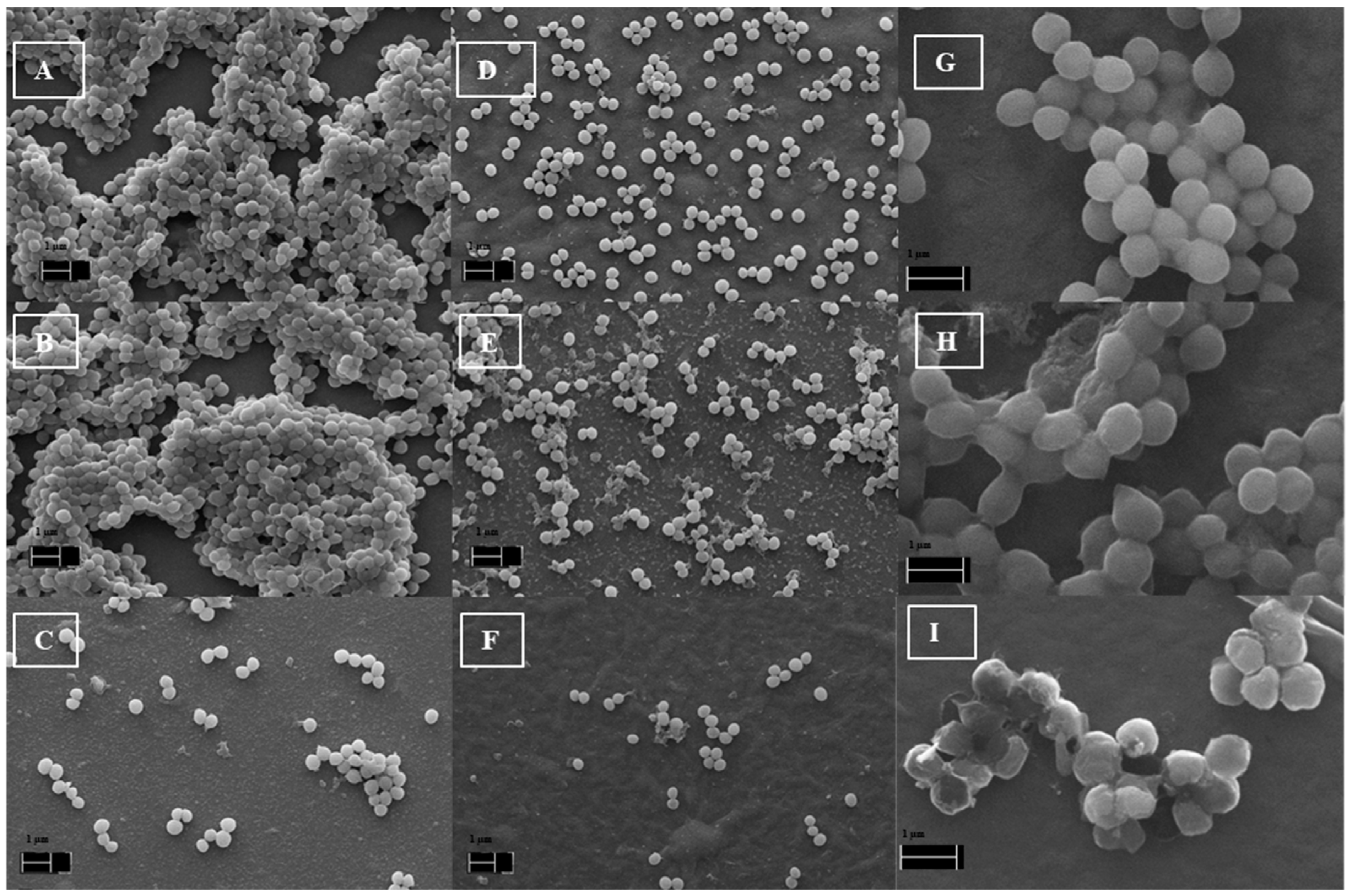 Molecules 26 00325 g007