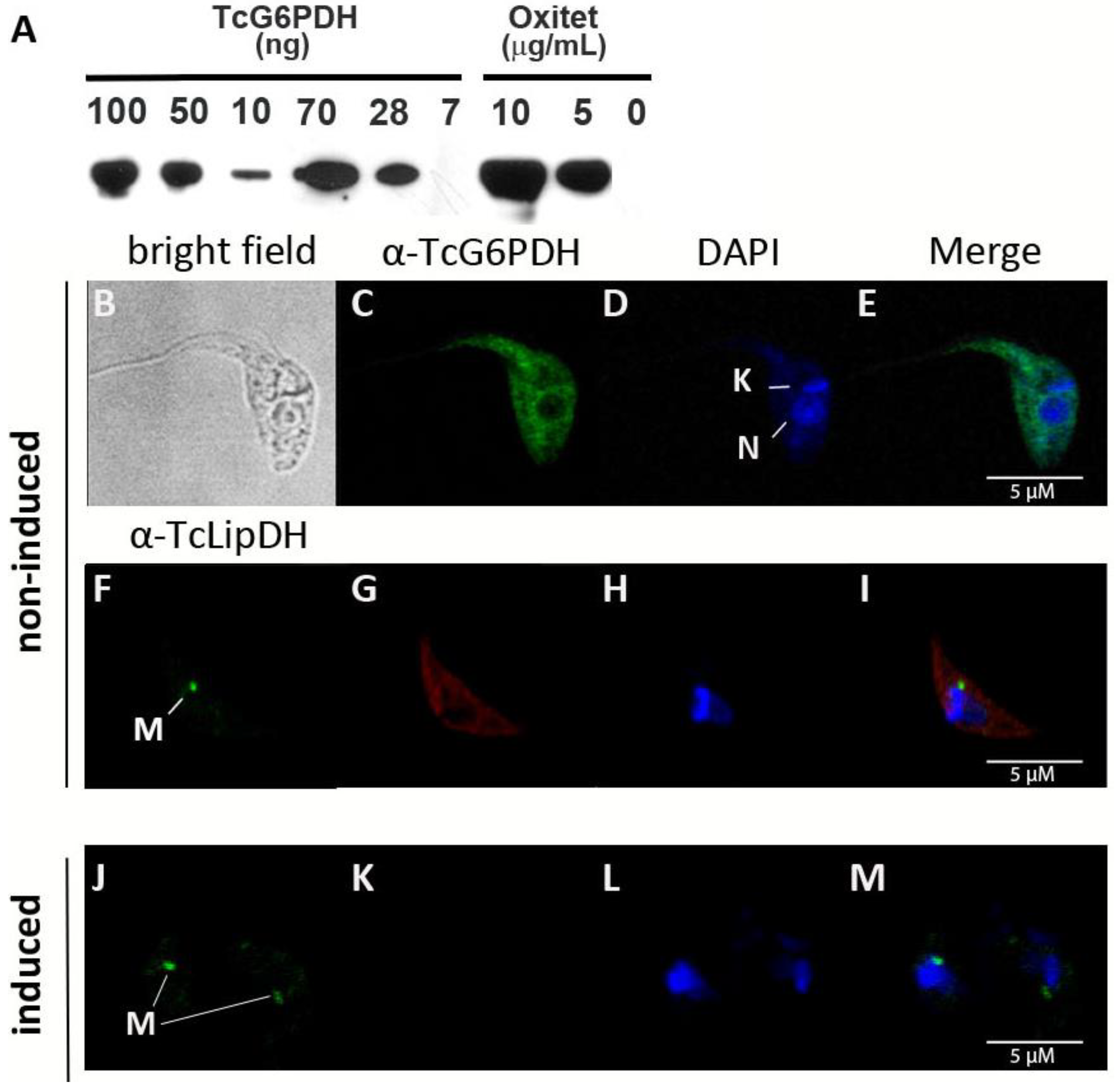 Molecules 26 00358 g001