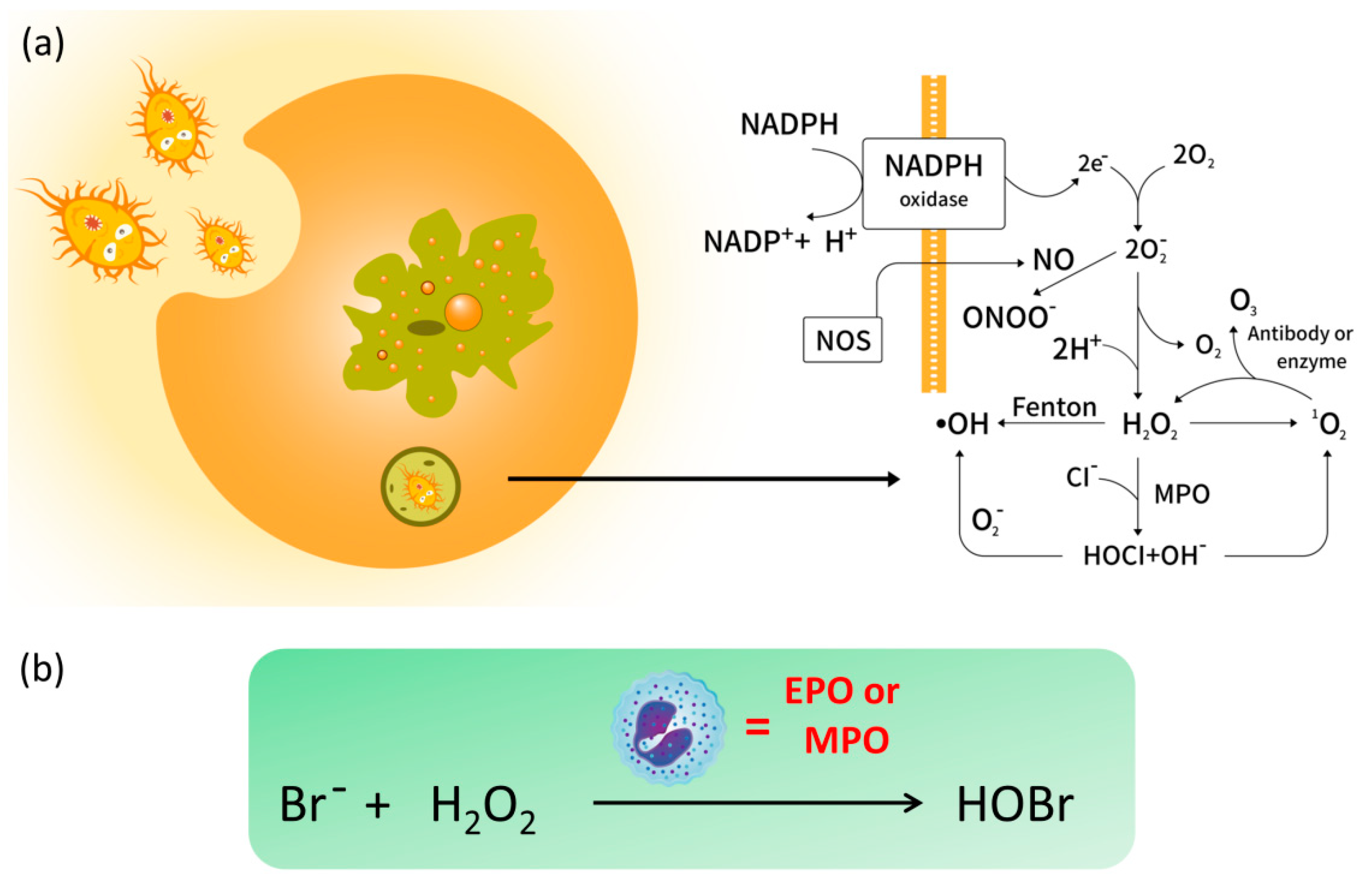 Molecules 26 00363 g001