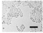 Molecules 26 00376 i016 Molecules 26 00376 i016