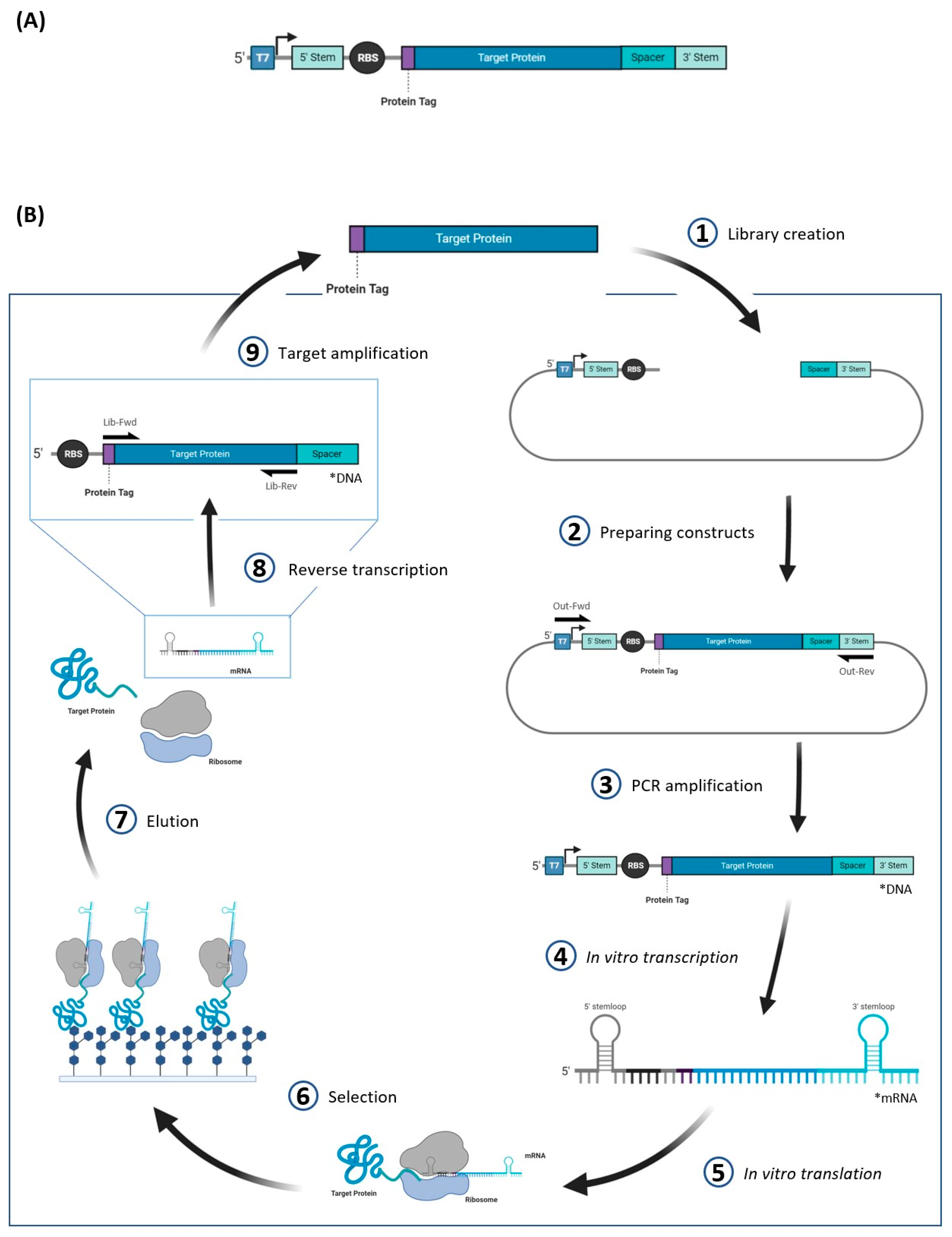 Molecules 26 00380 g004 Molecules 26 00380 g004