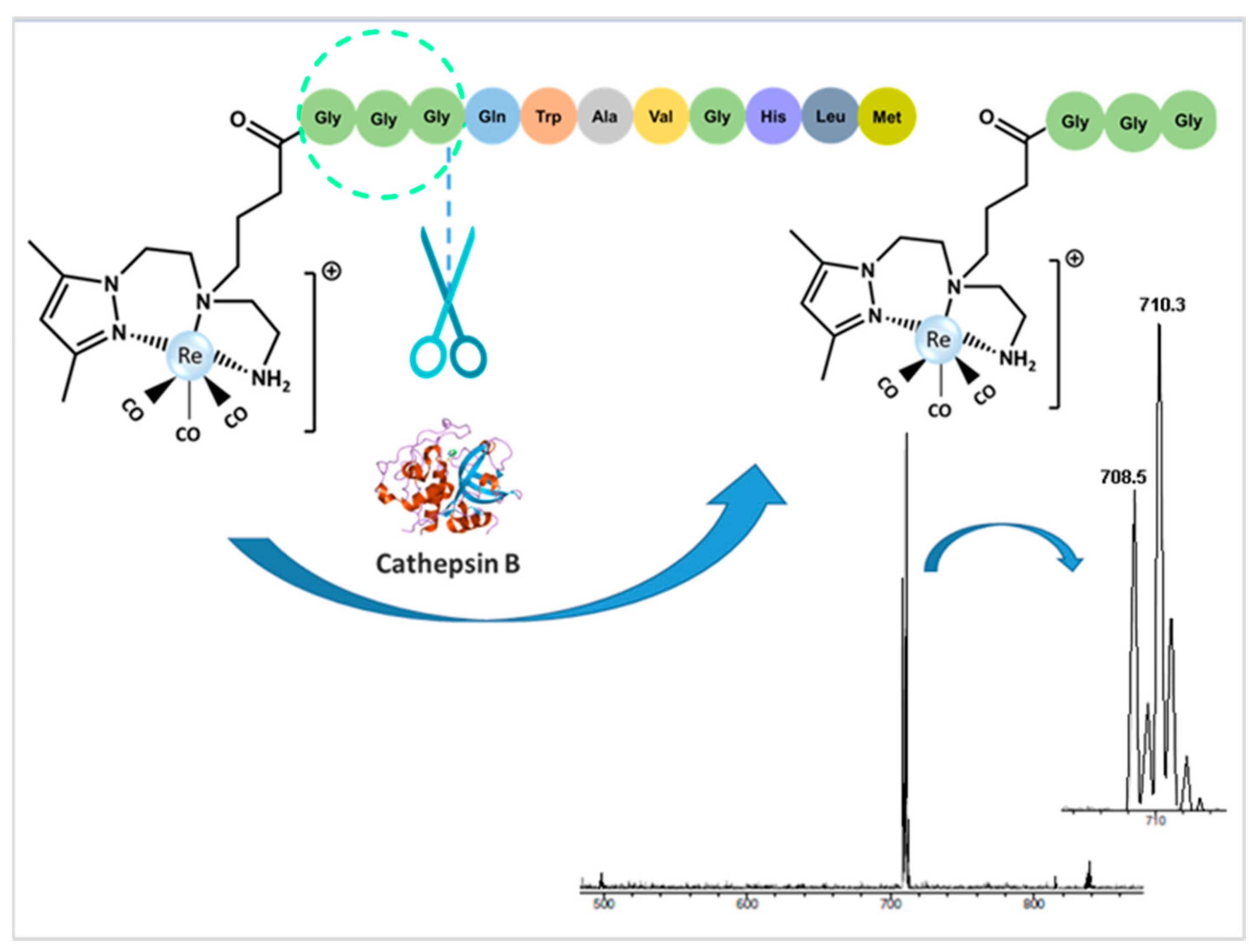 Molecules 26 00441 g003 Molecules 26 00441 g003