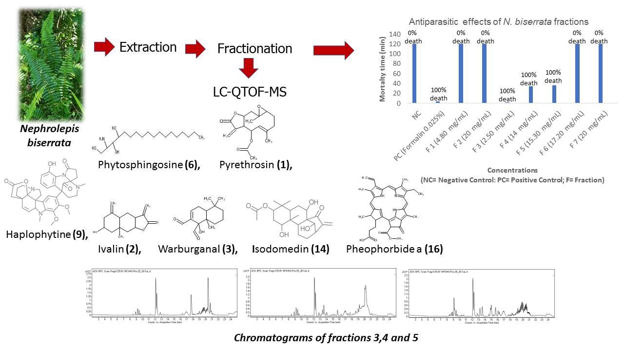 Molecules Free Full Text Antiparasitic Potential Of Chromatographic Fractions Of Nephrolepis Biserrata And Liquid Chromatography Quadrupole Time Of Flight Mass Spectrometry Analysis Html