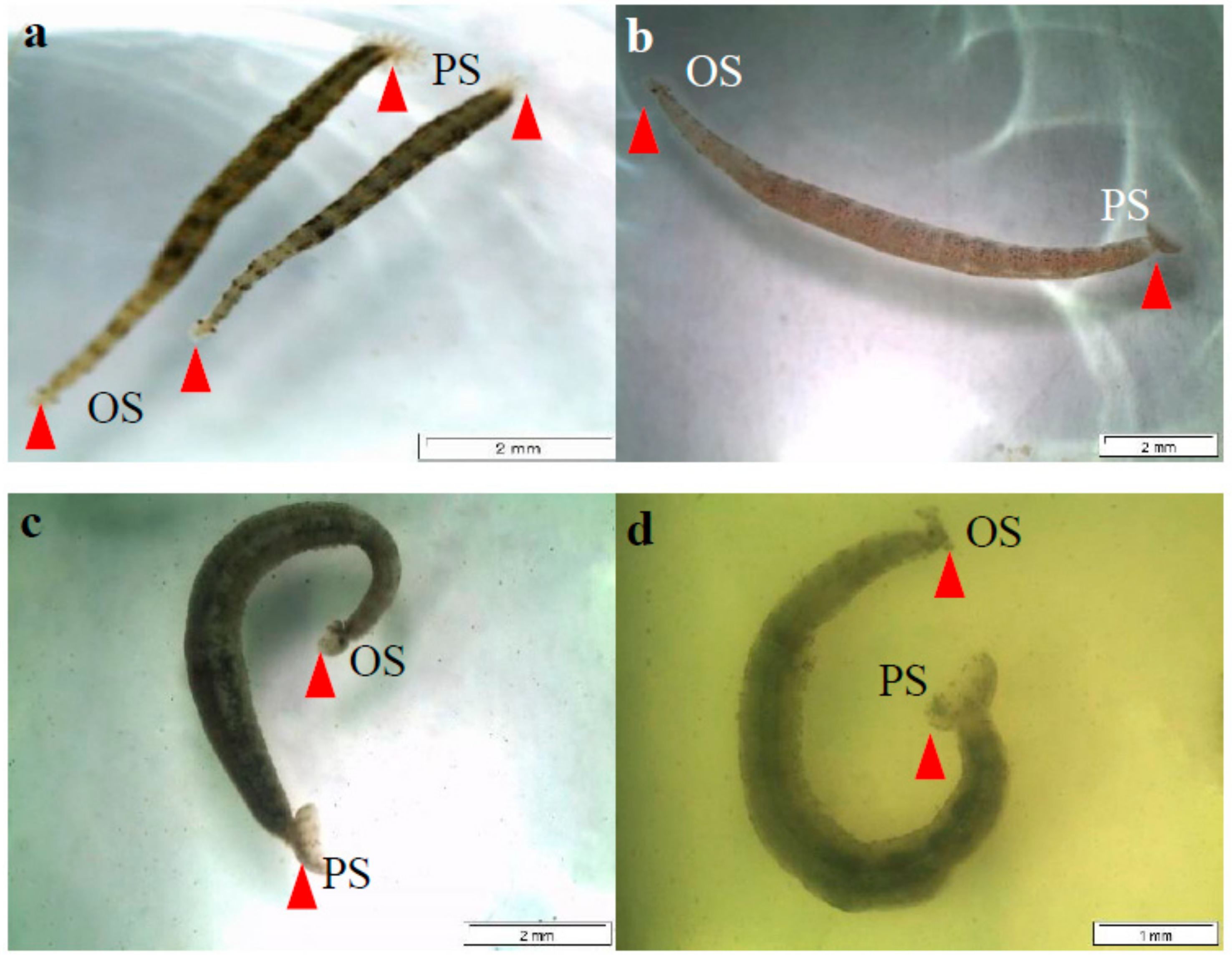 Molecules 26 00499 g001 Molecules 26 00499 g001