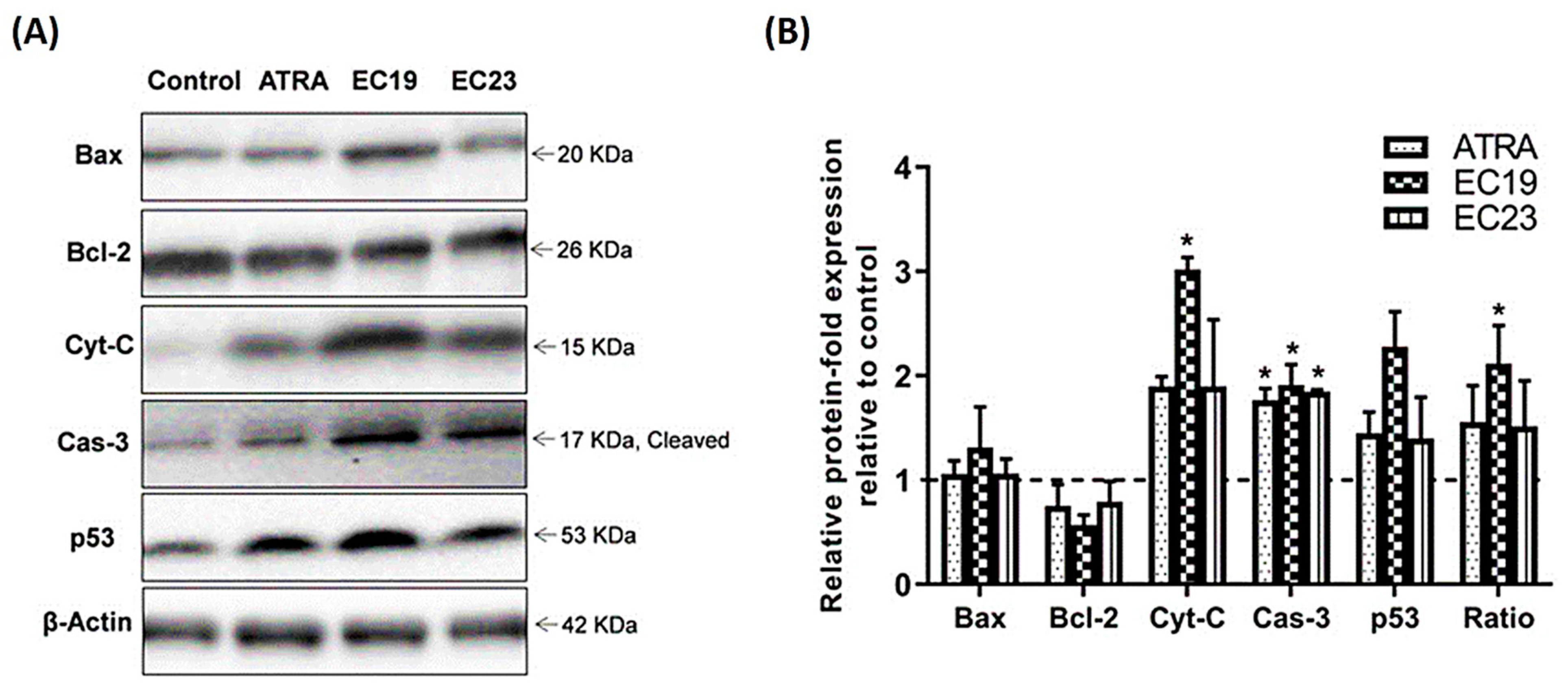 Application potential. Western blot Analysis with Marker up to 500 KDA. Western blot Analysis. Image Lab Western blot Analysis. EGFR Westernblot around 80kda.