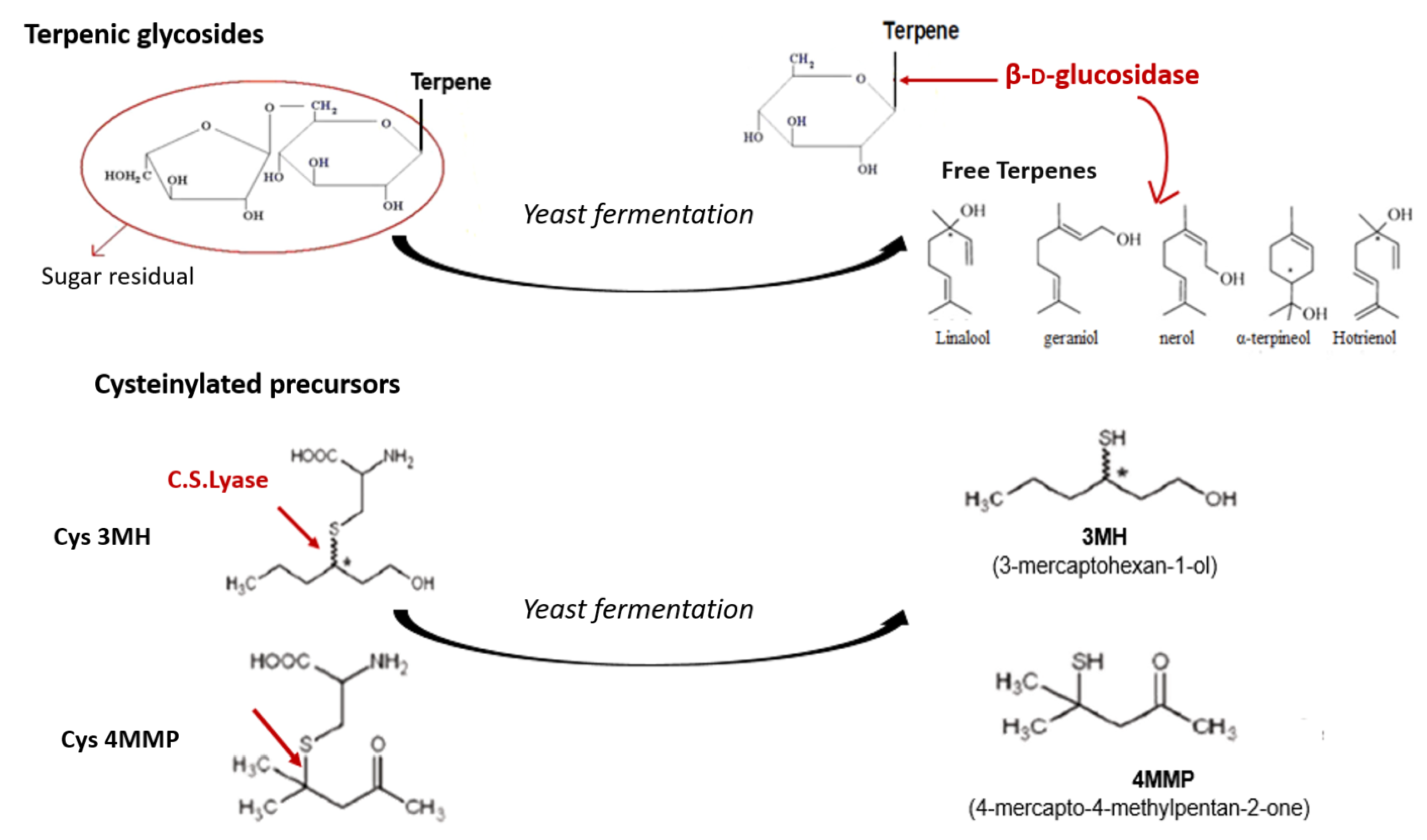 Molecules  Free Full-Text  Influence of Non-Saccharomyces on 