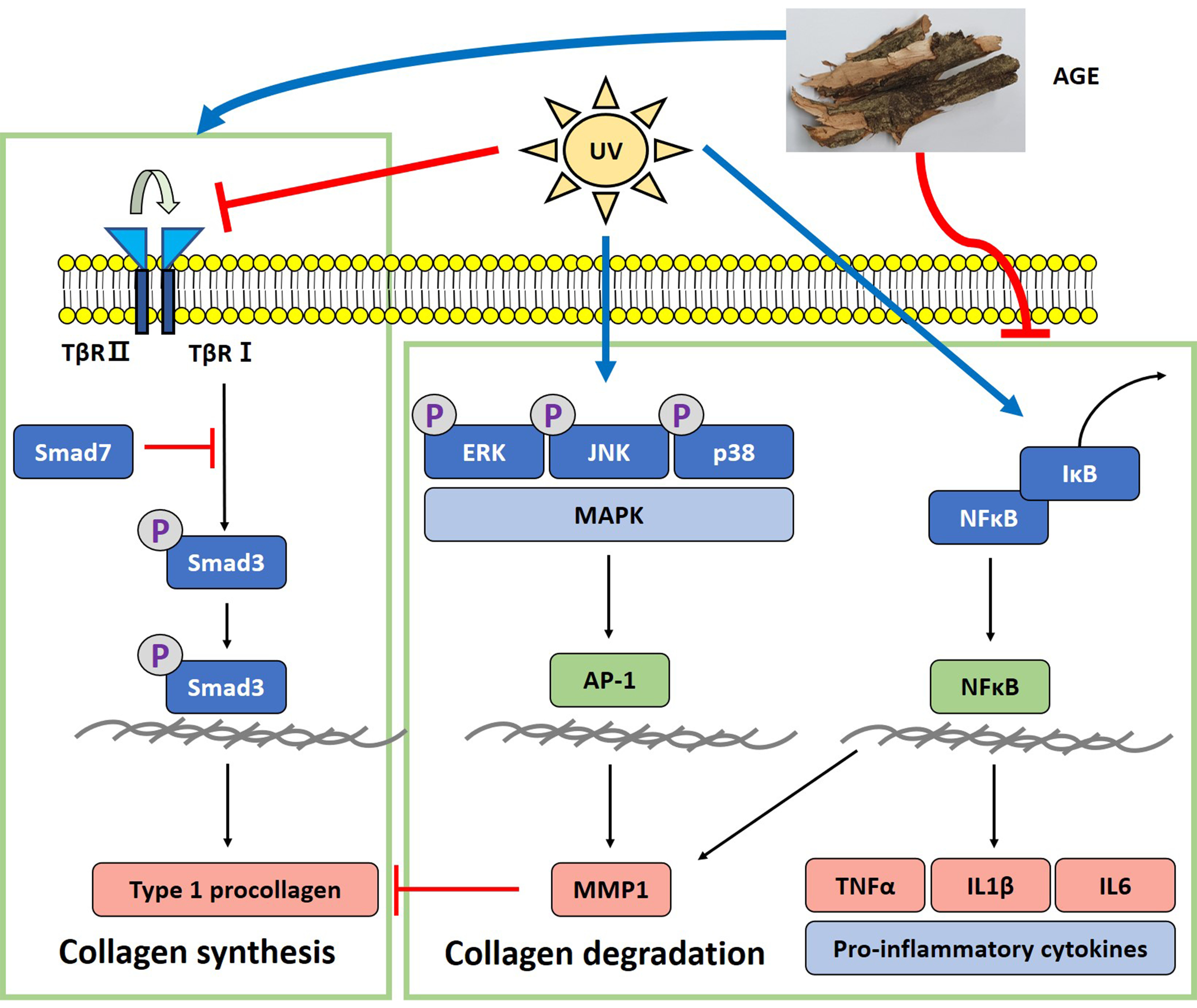 Molecules | Free Full-Text | Acer tataricum subsp. ginnala Inhibits Skin  Photoaging via Regulating MAPK/AP-1, NF-κB, and TGFβ/Smad Signaling in  UVB-Irradiated Human Dermal Fibroblasts | HTML