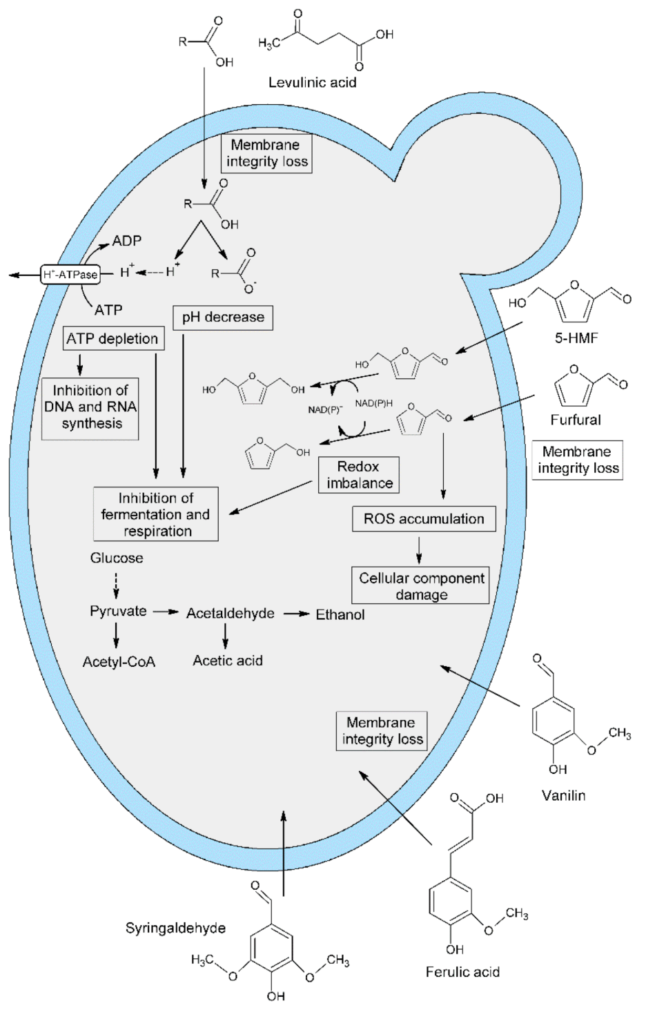 Molecules 26 00806 g001 Molecules 26 00806 g001