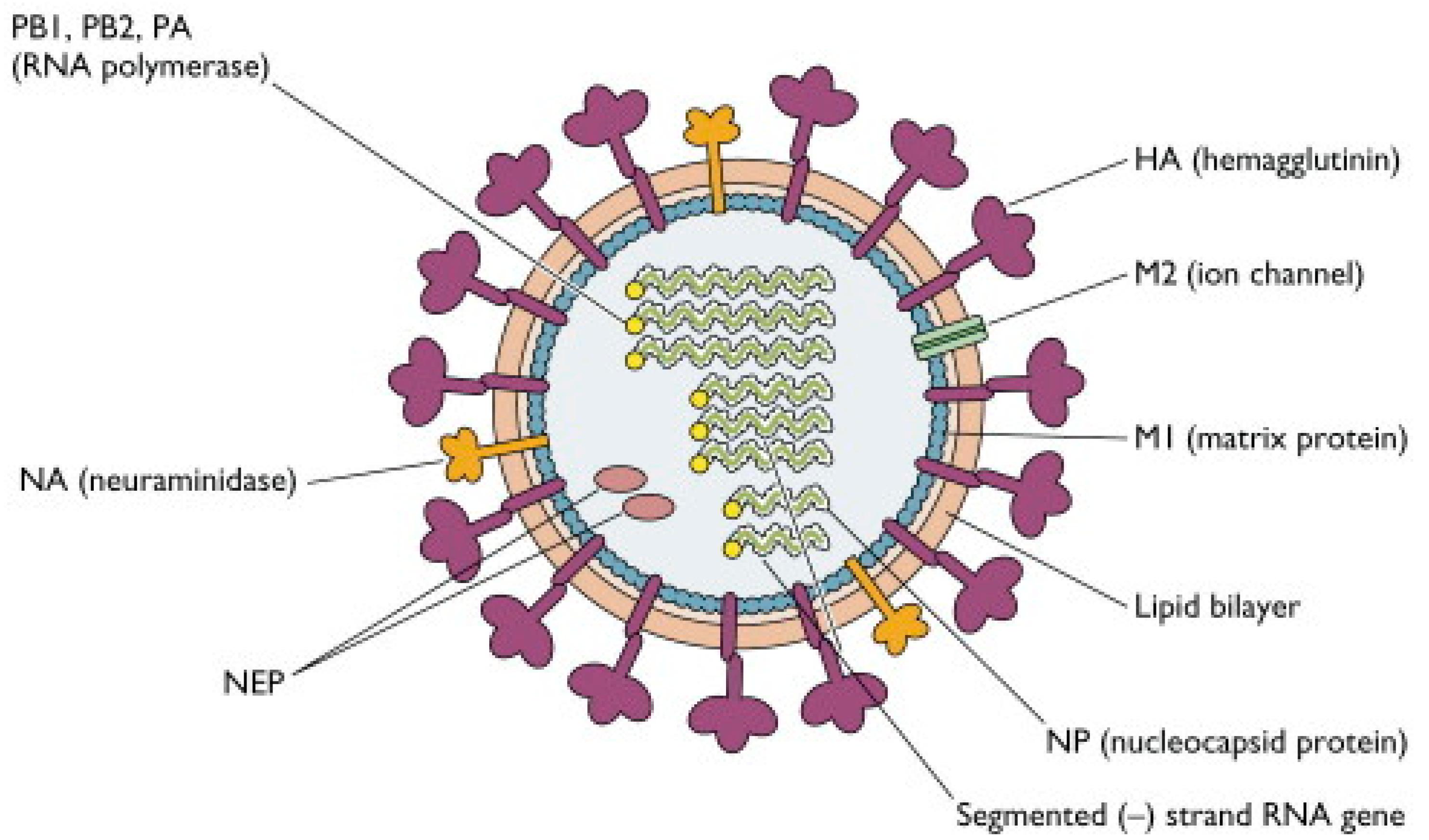Molecules | Free Full-Text | Influenza Viruses: Harnessing the Crucial Role  of the M2 Ion-Channel and Neuraminidase toward Inhibitor Design