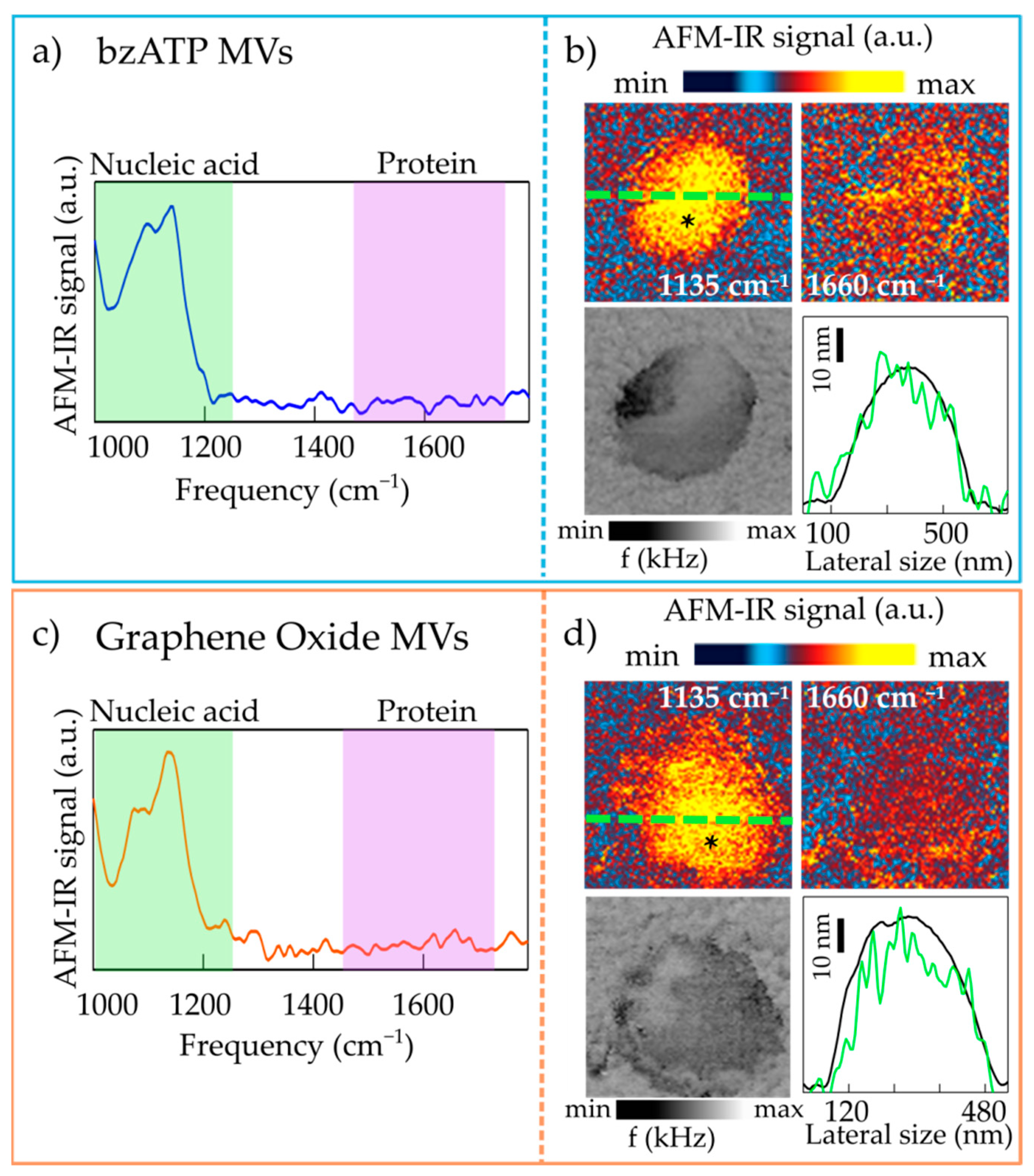 Molecules Free Full Text Infrared Nanospectroscopy Of Individual Extracellular Microvesicles Html