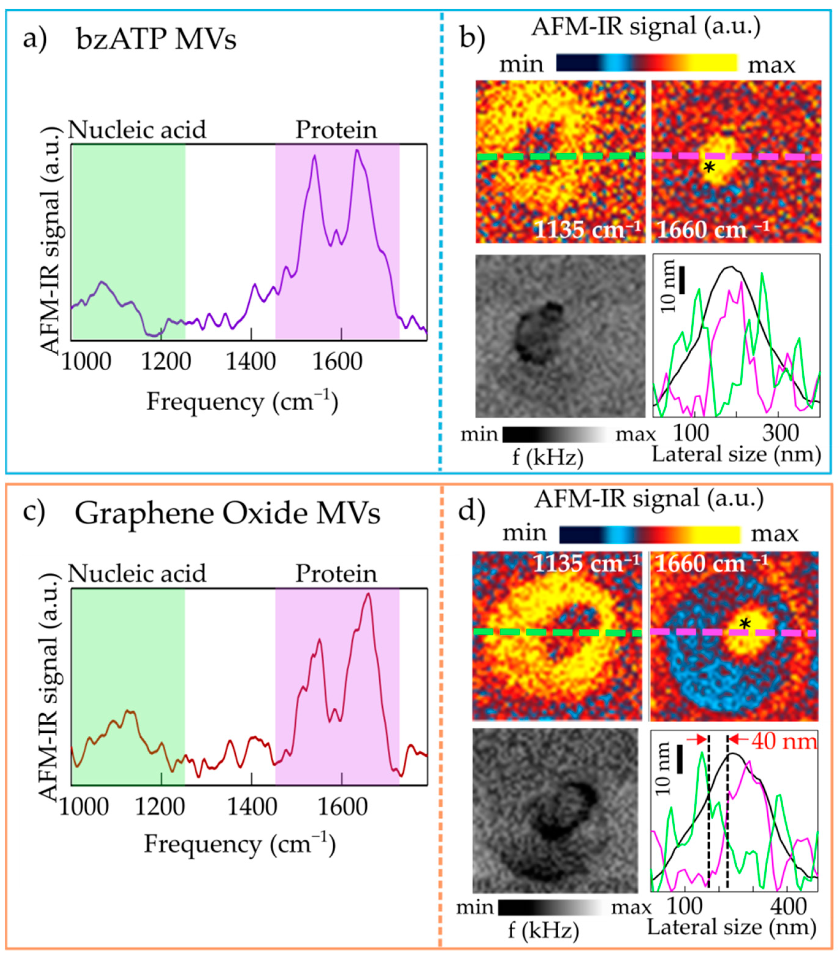 Molecules Free Full Text Infrared Nanospectroscopy Of Individual Extracellular Microvesicles Html