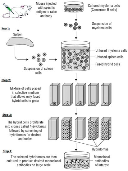 Molecules Free Full Text Monoclonal Antibodies Application In Lateral Flow Immunochromatographic Assays For Drugs Of Abuse Detection Html