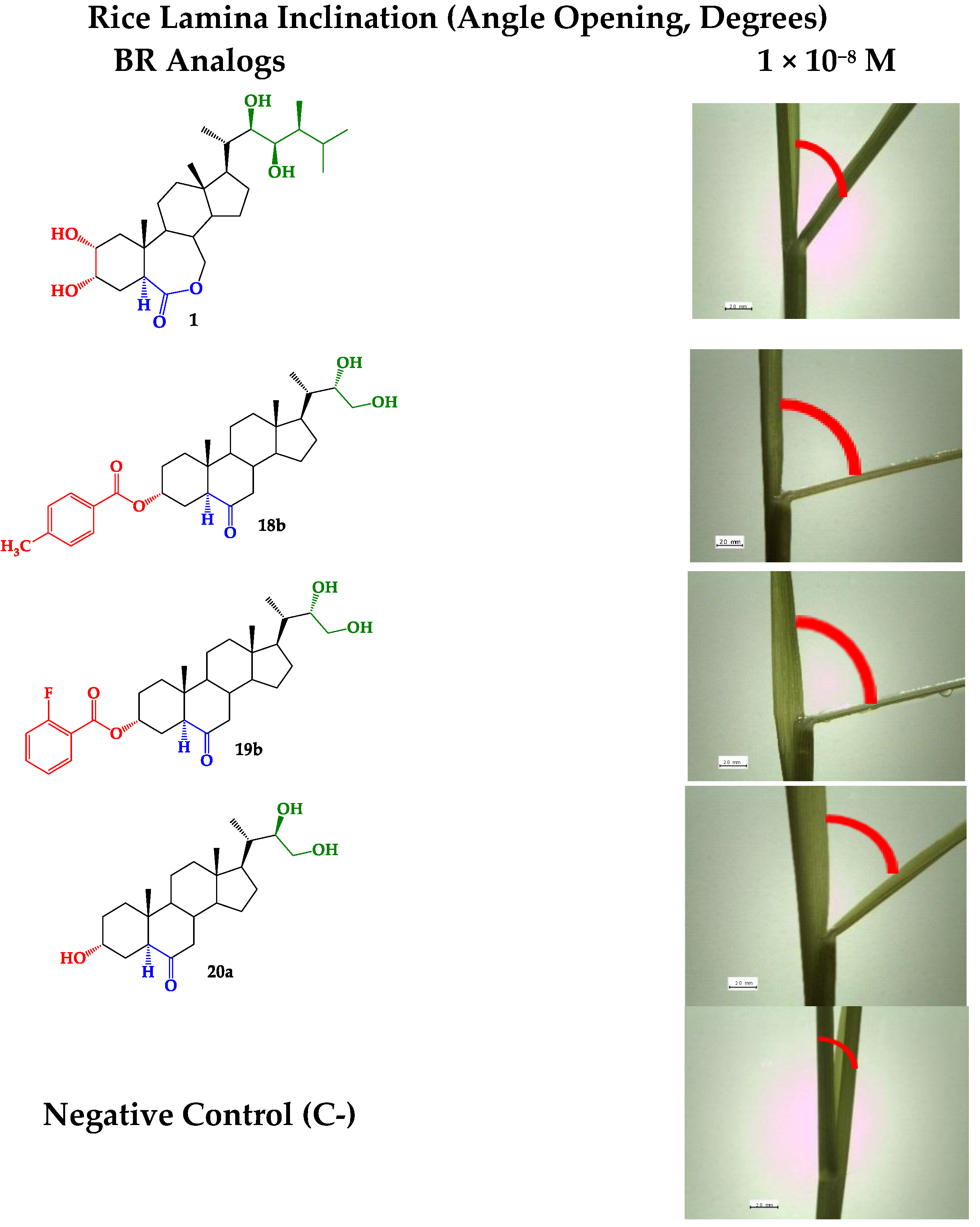 Molecules 26 01173 g004 Molecules 26 01173 g004