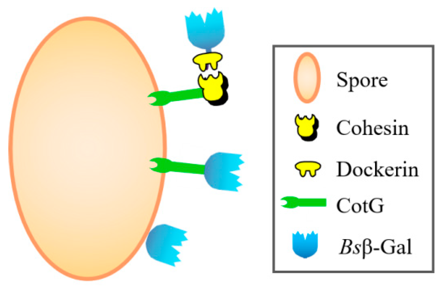 Molecules | Free Full-Text | Constructing an Efficient Bacillus subtilis  Spore Display by Using Cohesin−Dockerin Interactions | HTML