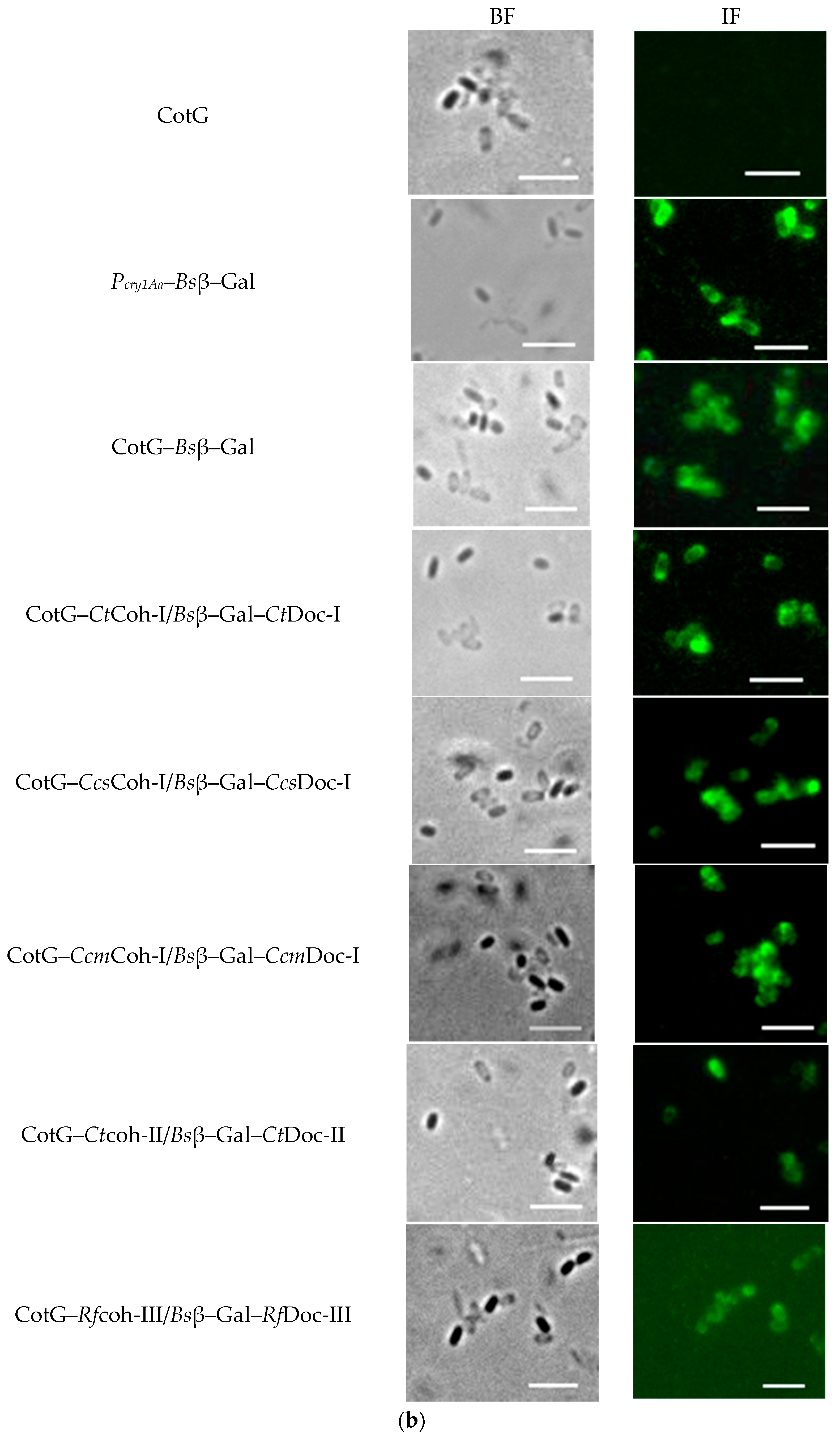 Molecules 26 01186 g002b Molecules 26 01186 g002b