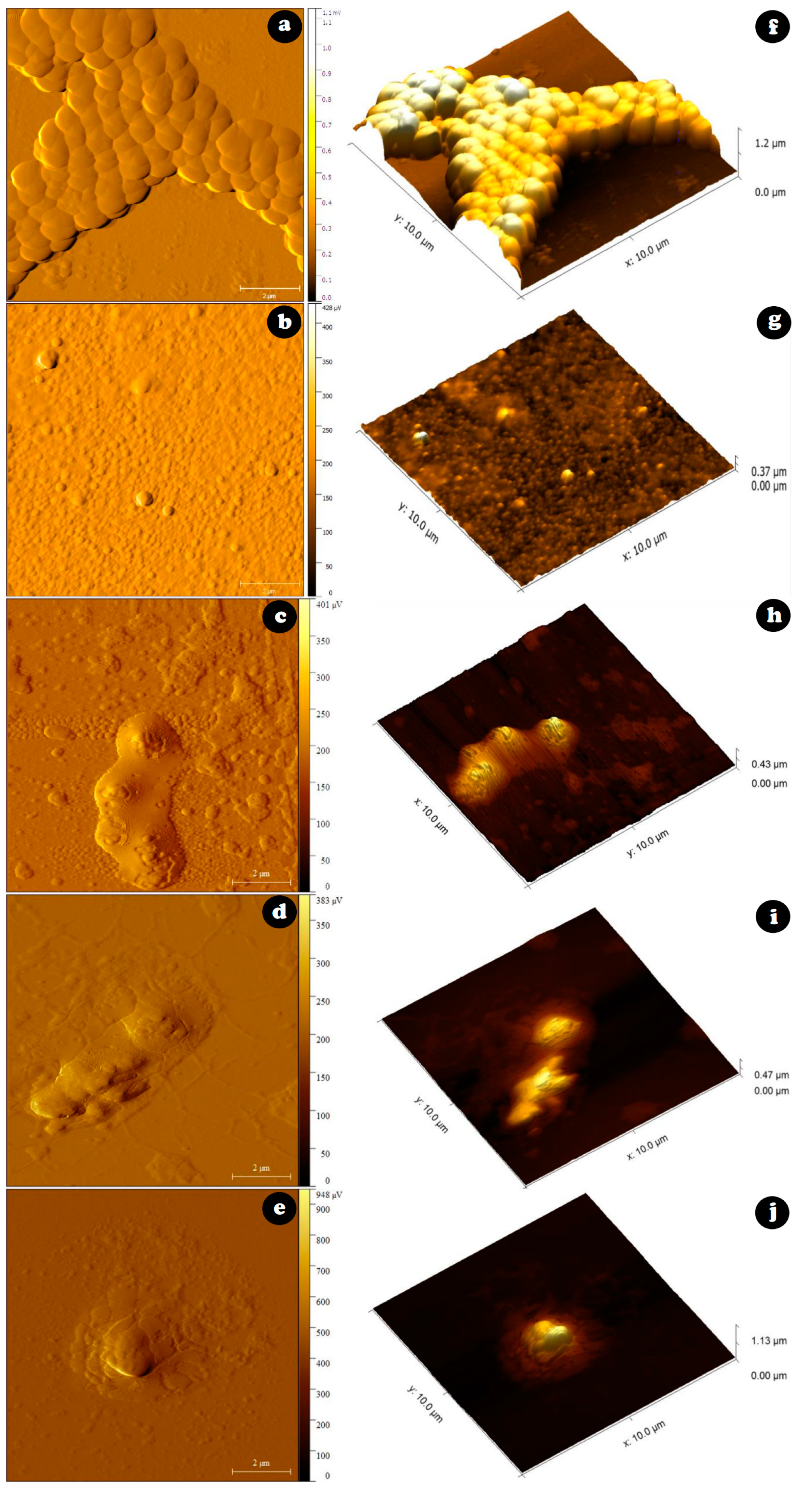 Molecules 26 01267 g005 Molecules 26 01267 g005