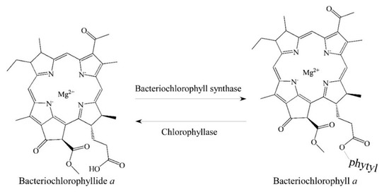 Molecules | Free Full-Text | A Review of Bacteriochlorophyllides: Chemical  Structures and Applications