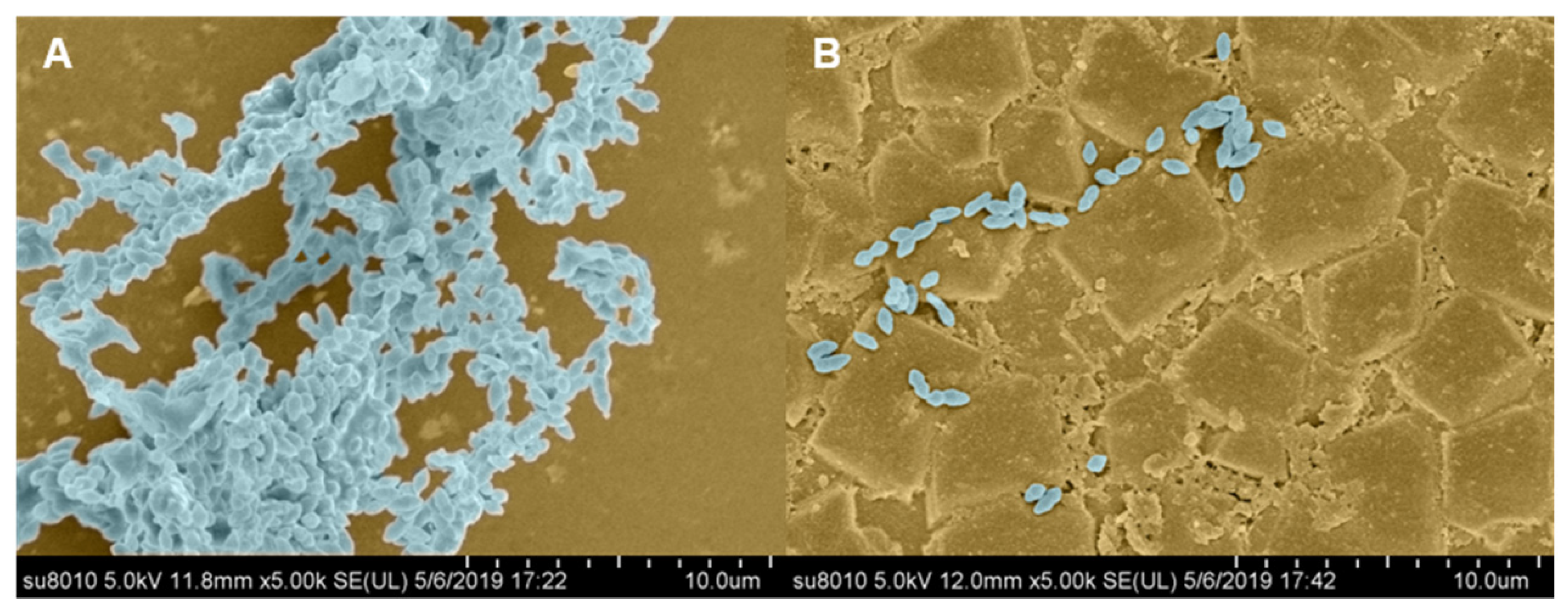 Molecules 26 01295 g007