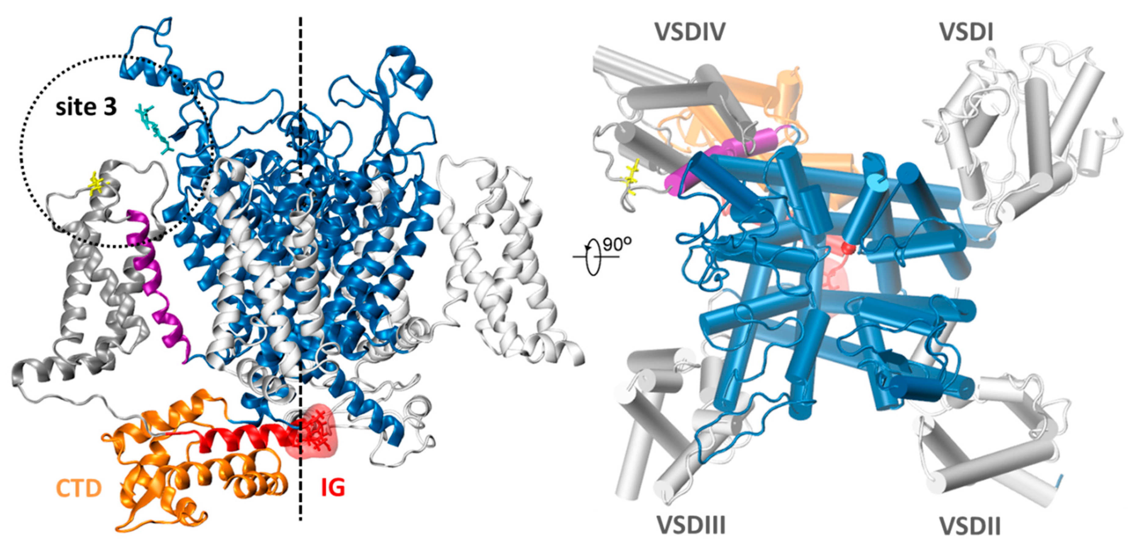 Schematic representation of ASTD W and ASTD L . The four bold-line