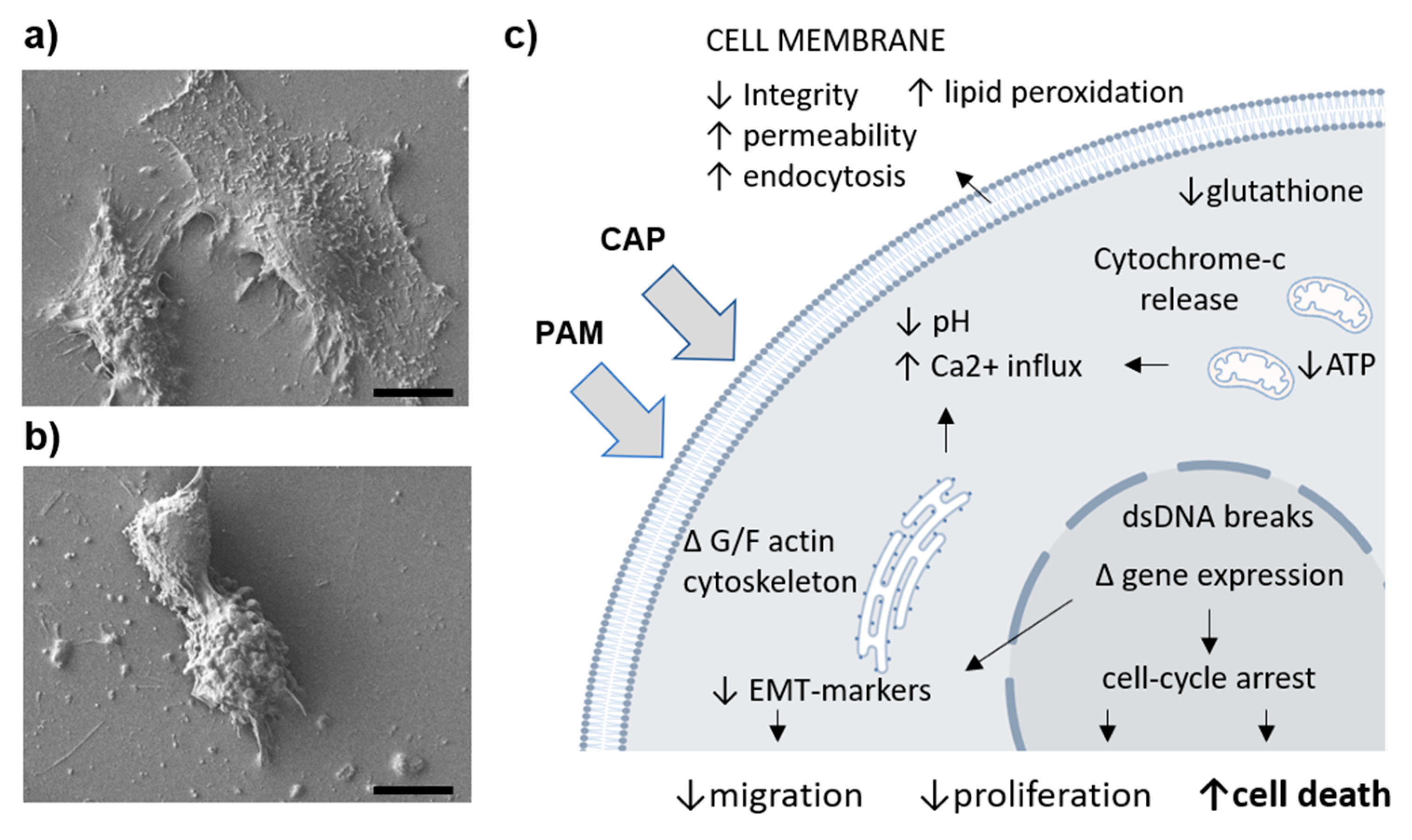 Molecules 26 01336 g001 Molecules 26 01336 g001